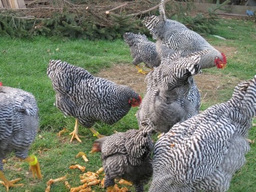 Amrock kippen., Dieren en Toebehoren, Pluimvee, Vrouwelijk, Kip