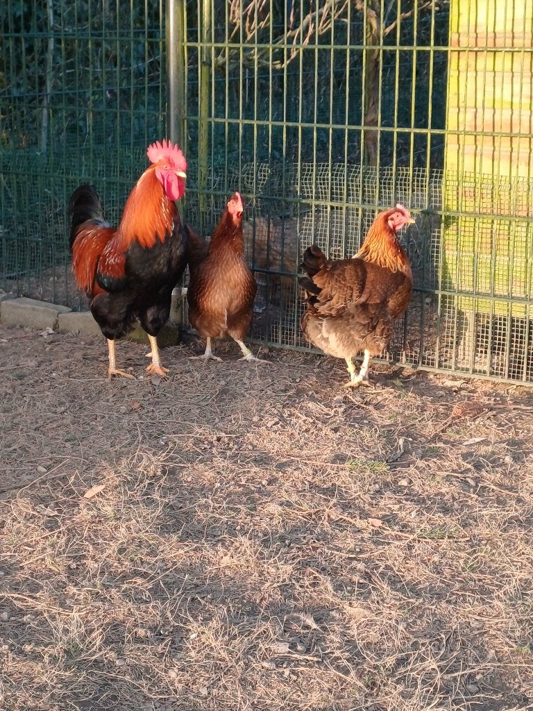 Te koop welsumer broedeieren groot ras., Dieren en Toebehoren, Pluimvee, Geslacht onbekend, Kip