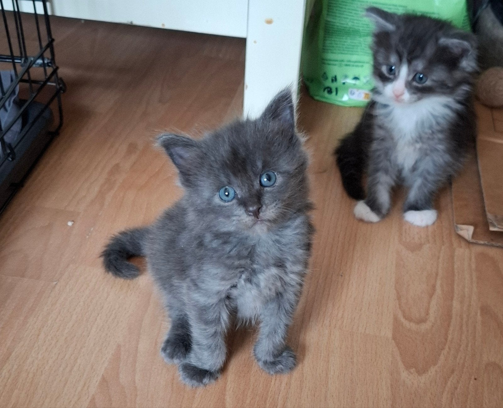 Lieve 100% Maine Coon Kitten, Kater