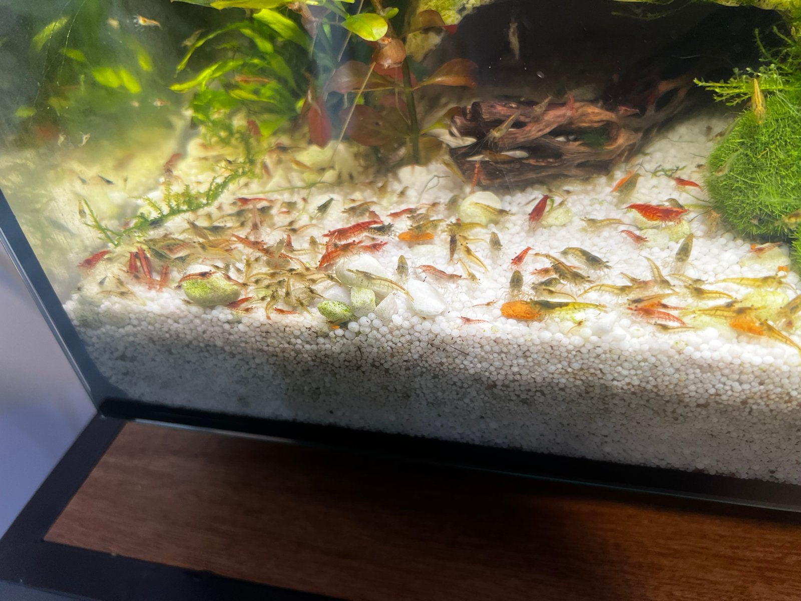 Garnalen mix, Kreeft, Krab of Garnaal