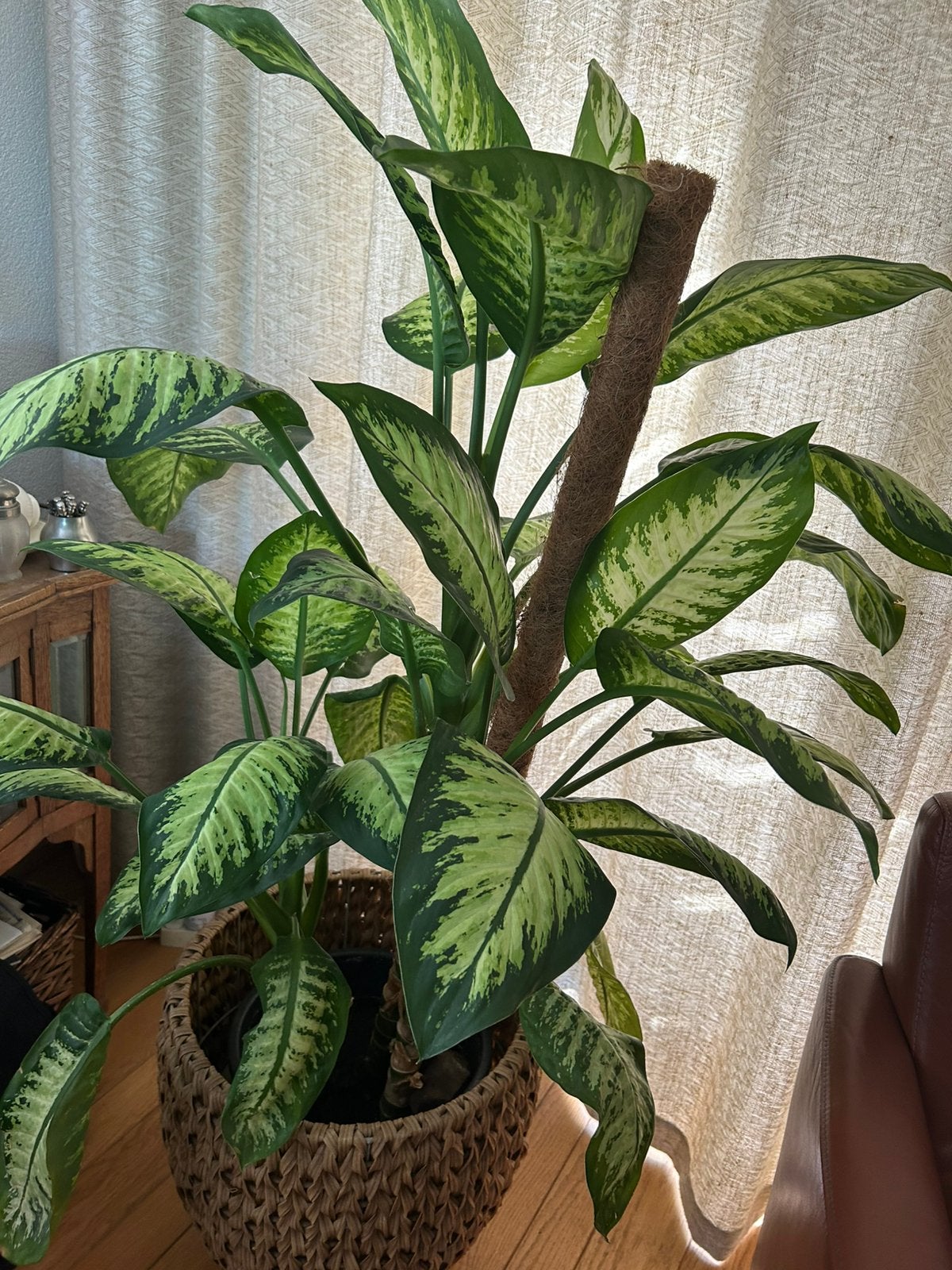 Grote plant Diffenbachia, Ophalen, Halfschaduw, 100 tot 150 cm