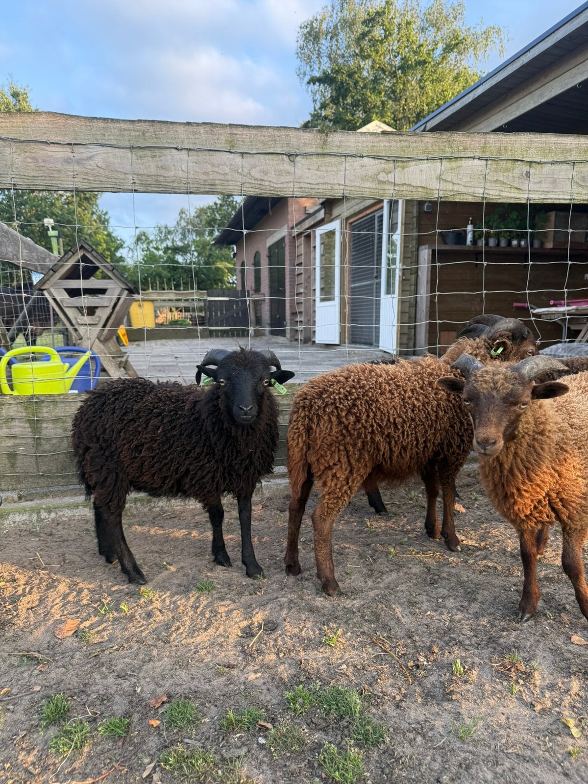 Ouessant stamboek rammen, Mannelijk, Schaap, 0 tot 2 jaar