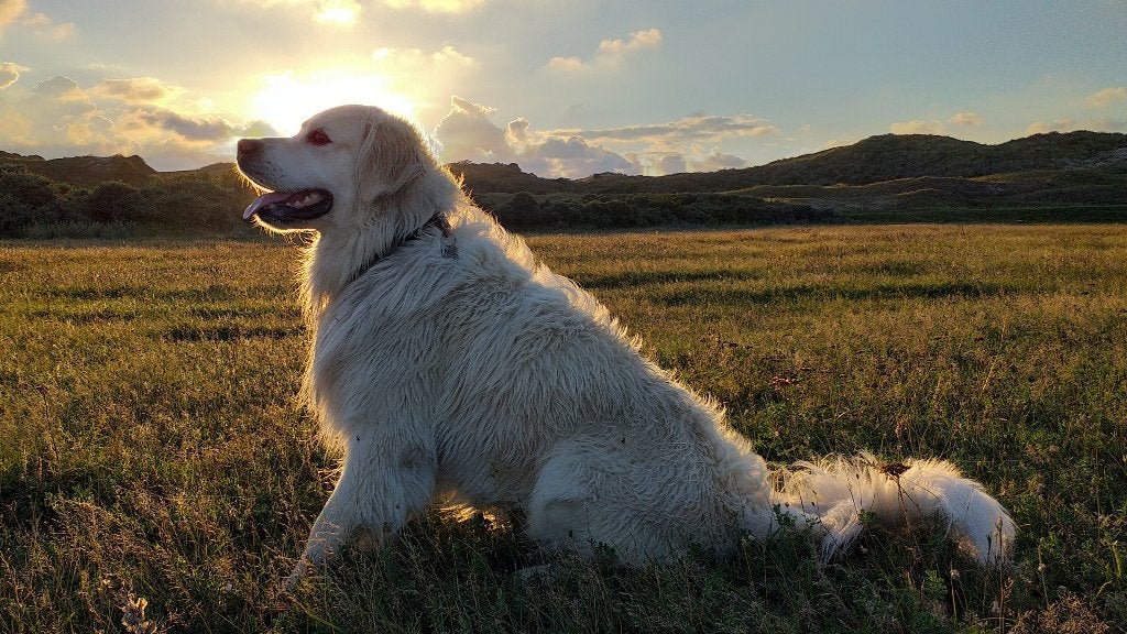 GOLDEN RETRIEVER DEKREU, Dieren en Toebehoren, Honden | Dekreuen, 6 jaar of ouder, Reu, Eén hond, Nederland