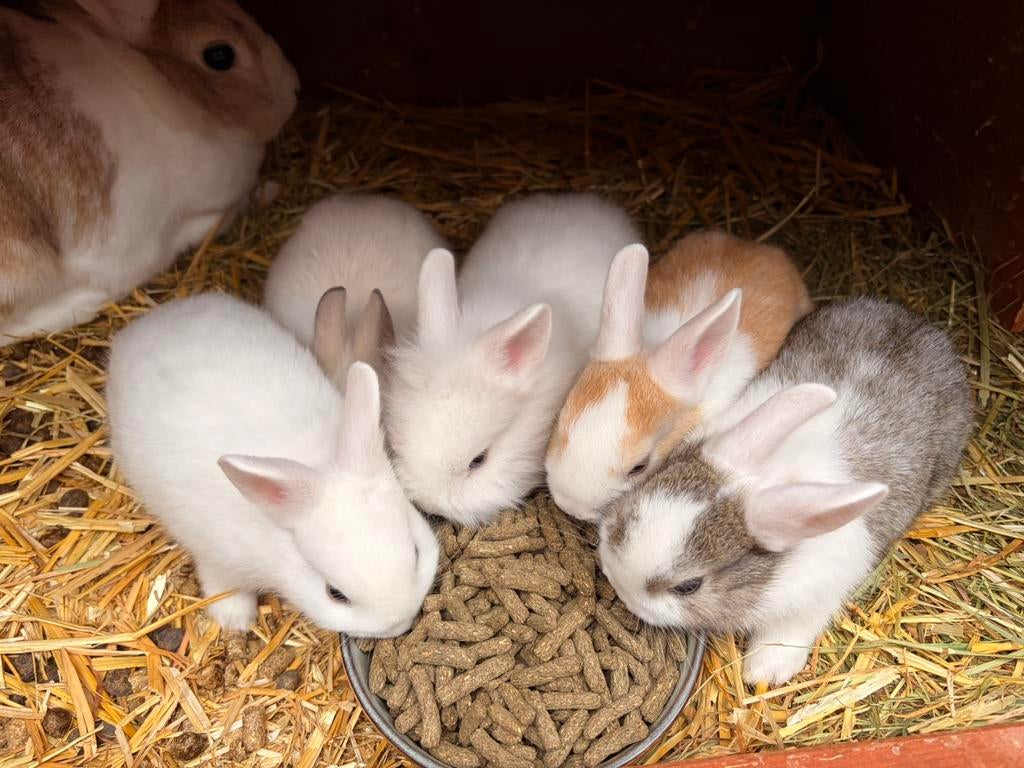 Jonge konijntjes, Dieren en Toebehoren, Konijnen, Mannelijk, Dwerg