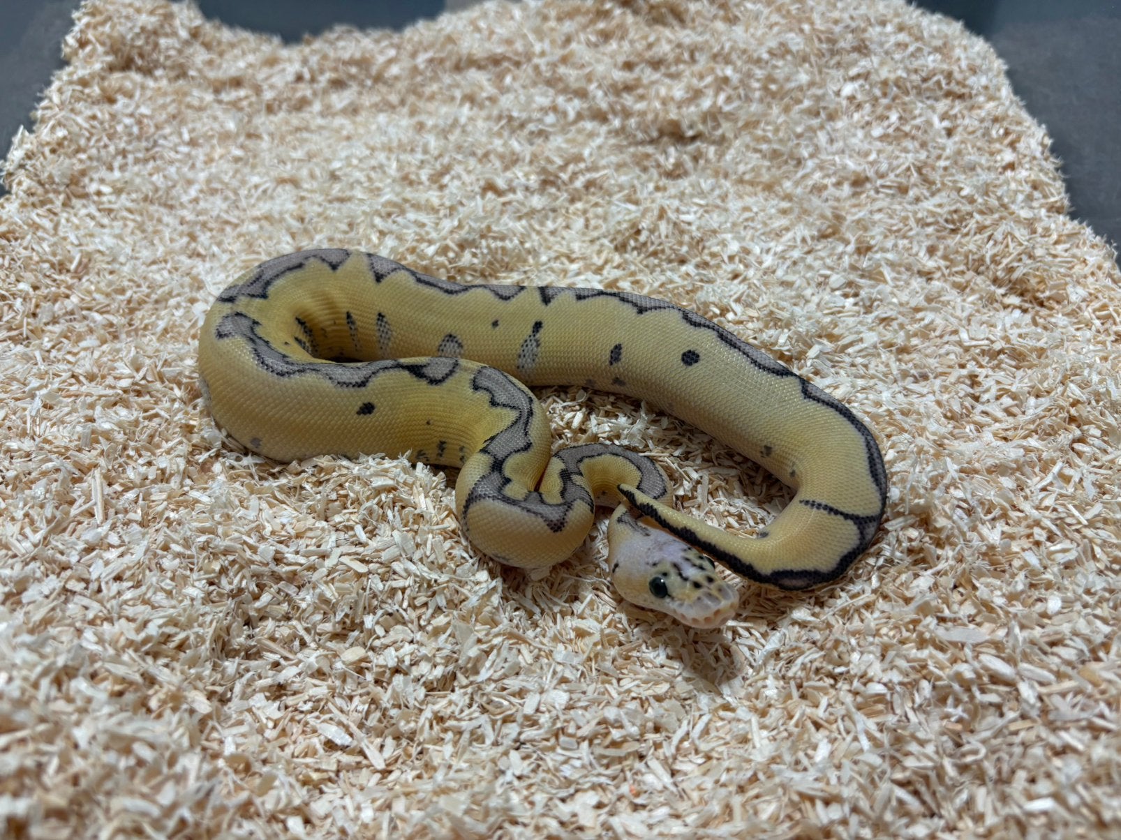 0.1 Killer clown ball python regius te koop, Slang, Tam, 0 tot 2 jaar