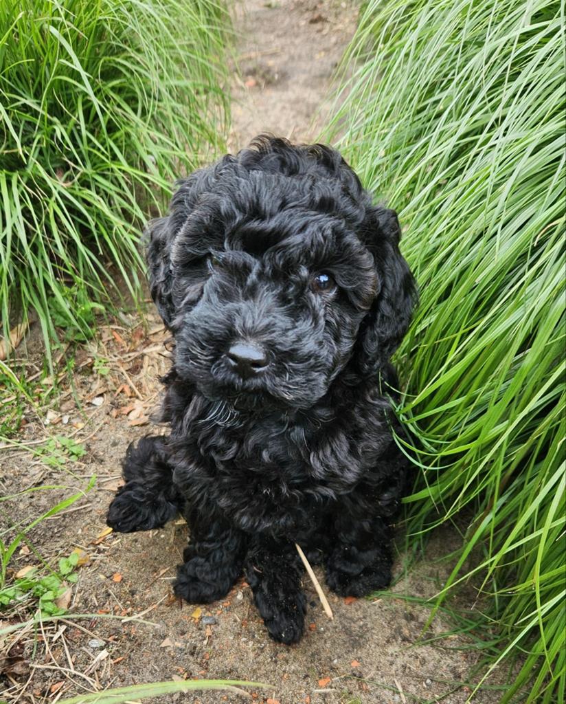 Hele mooie sheltiedoodle mini doodle labradoodle, Dieren en Toebehoren, Parvo, Overige rassen, 8 tot 15 weken, Meerdere