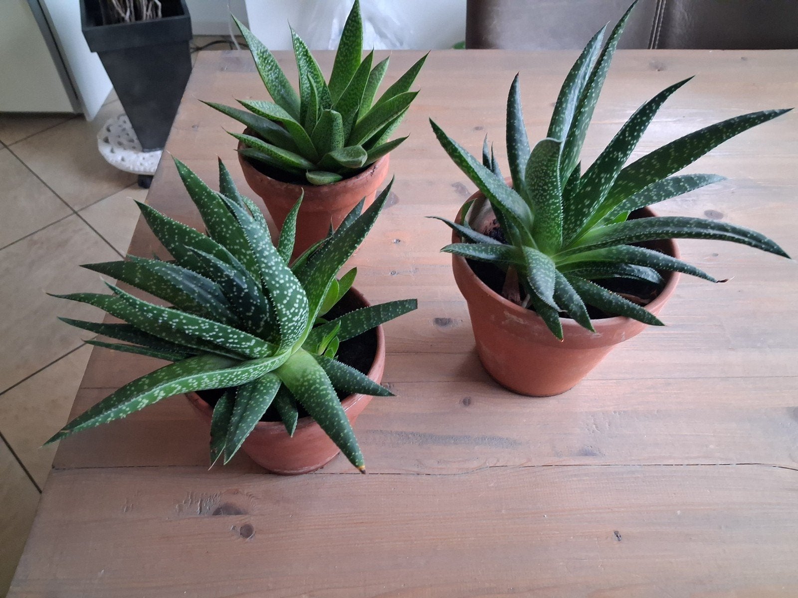 Drie vetplanten in terracotta pot, Ophalen