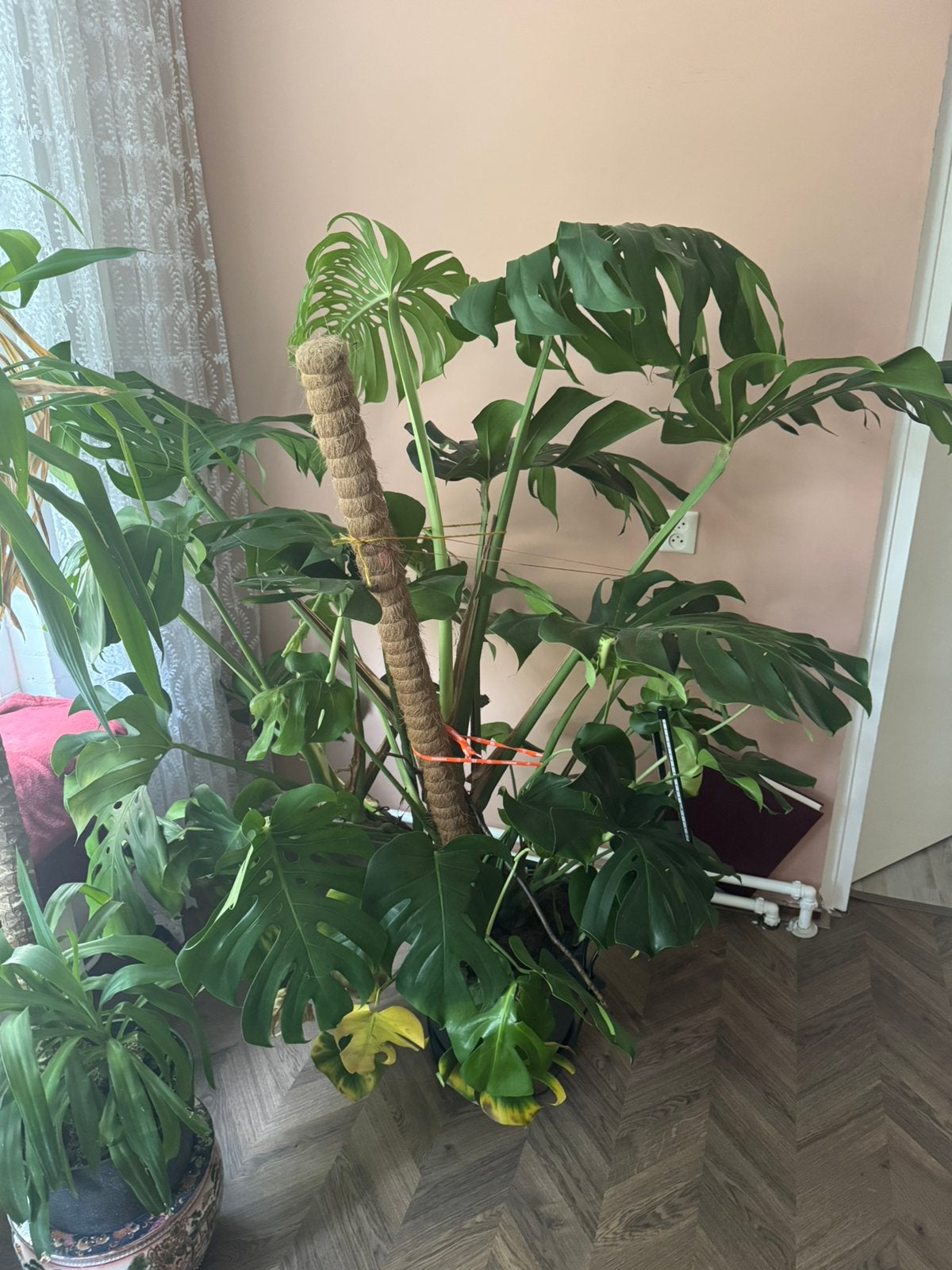 Grote Monstera Deliciosa – Gezonde kamerplant, Ophalen of Verzenden, Halfschaduw, Minder dan 100 cm
