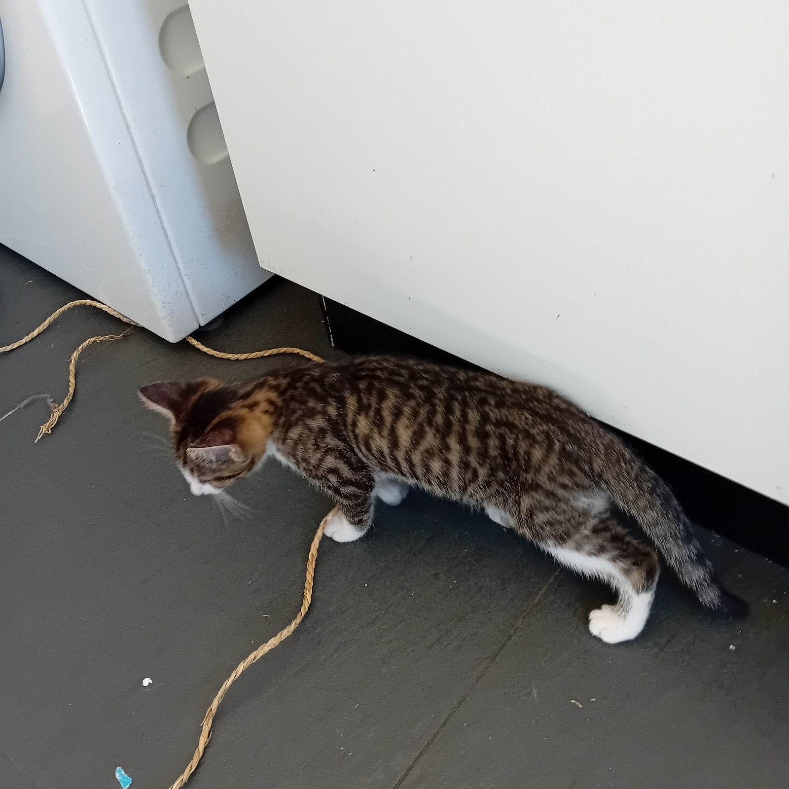 Te koop, Kater, Kortharig, 0 tot 2 jaar