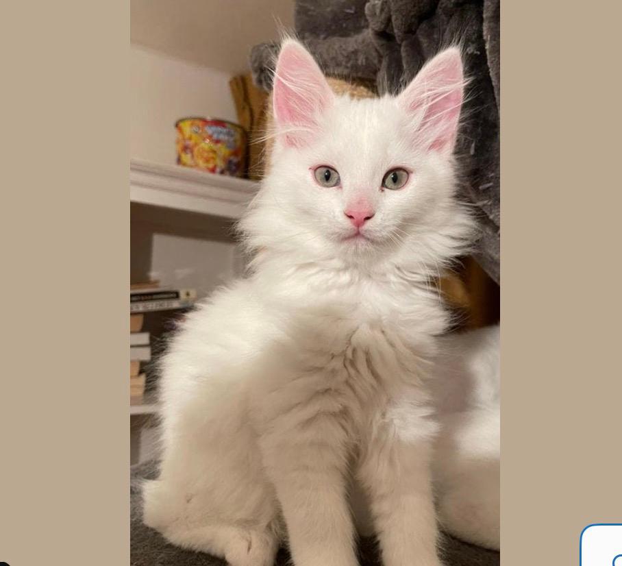 Maine coon kittens wees gewaarschuwd, Dieren en Toebehoren, Katten en Kittens | Raskatten | Langhaar, Meerdere dieren