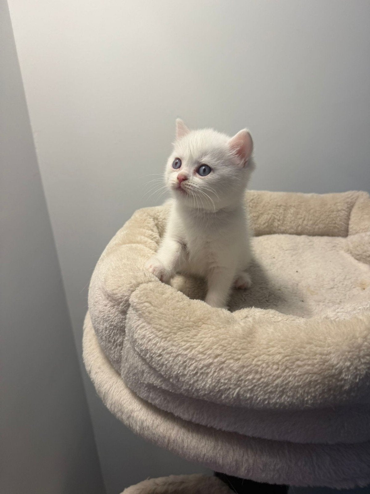 100% Britse korthaar kittens Wit 8 weken direct mee, Dieren en Toebehoren, Katten en Kittens | Raskatten | Langhaar, Meerdere dieren