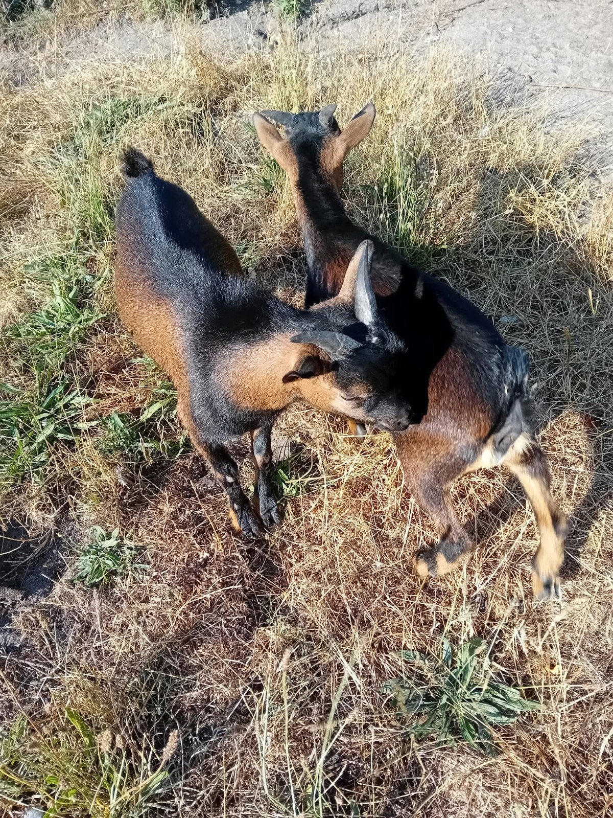 te koop mooie dekbokken dwerggeiten., Dieren en Toebehoren, Mannelijk, Geit