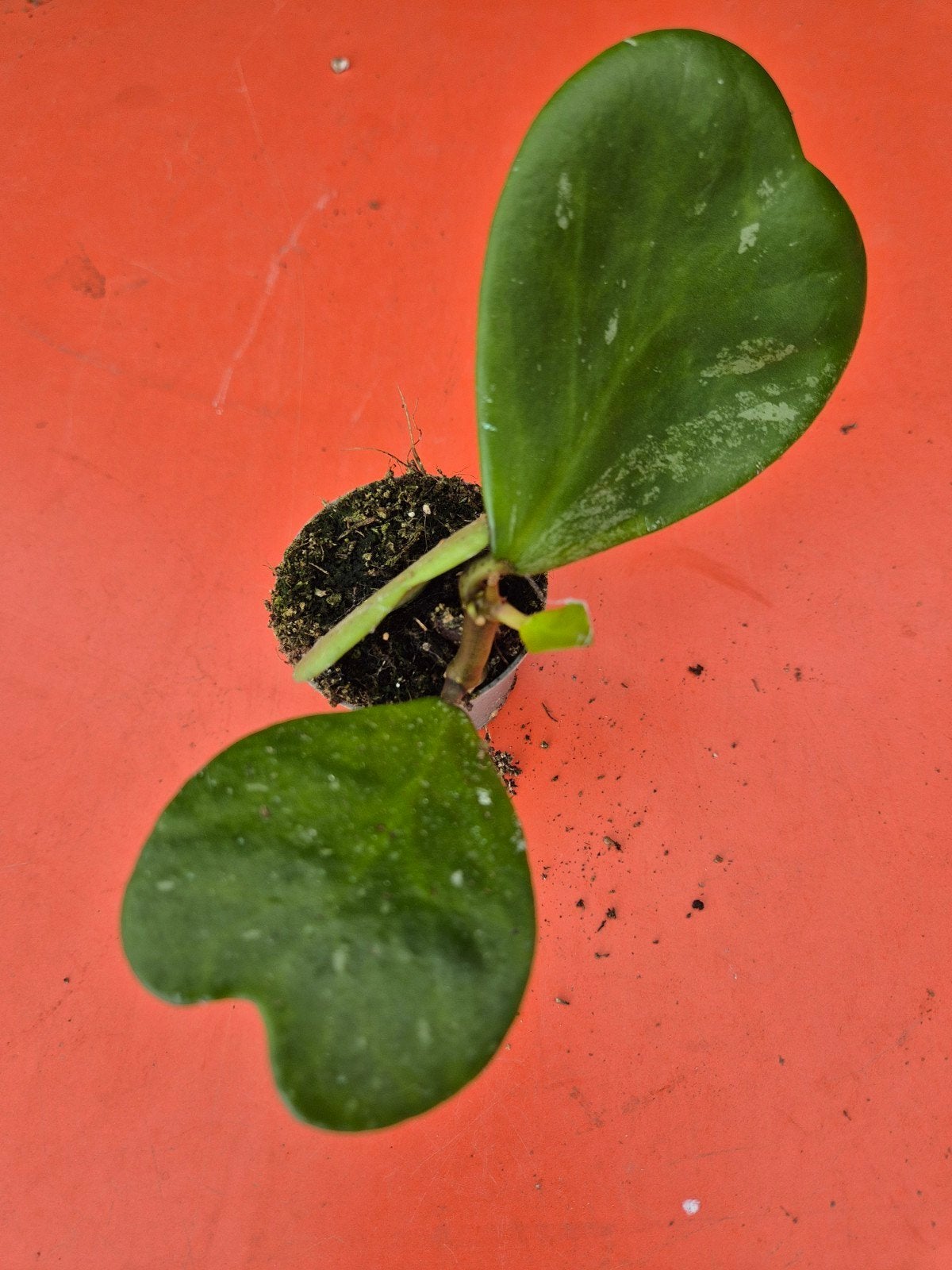 Hoya Kerrii Splash p6 (10)