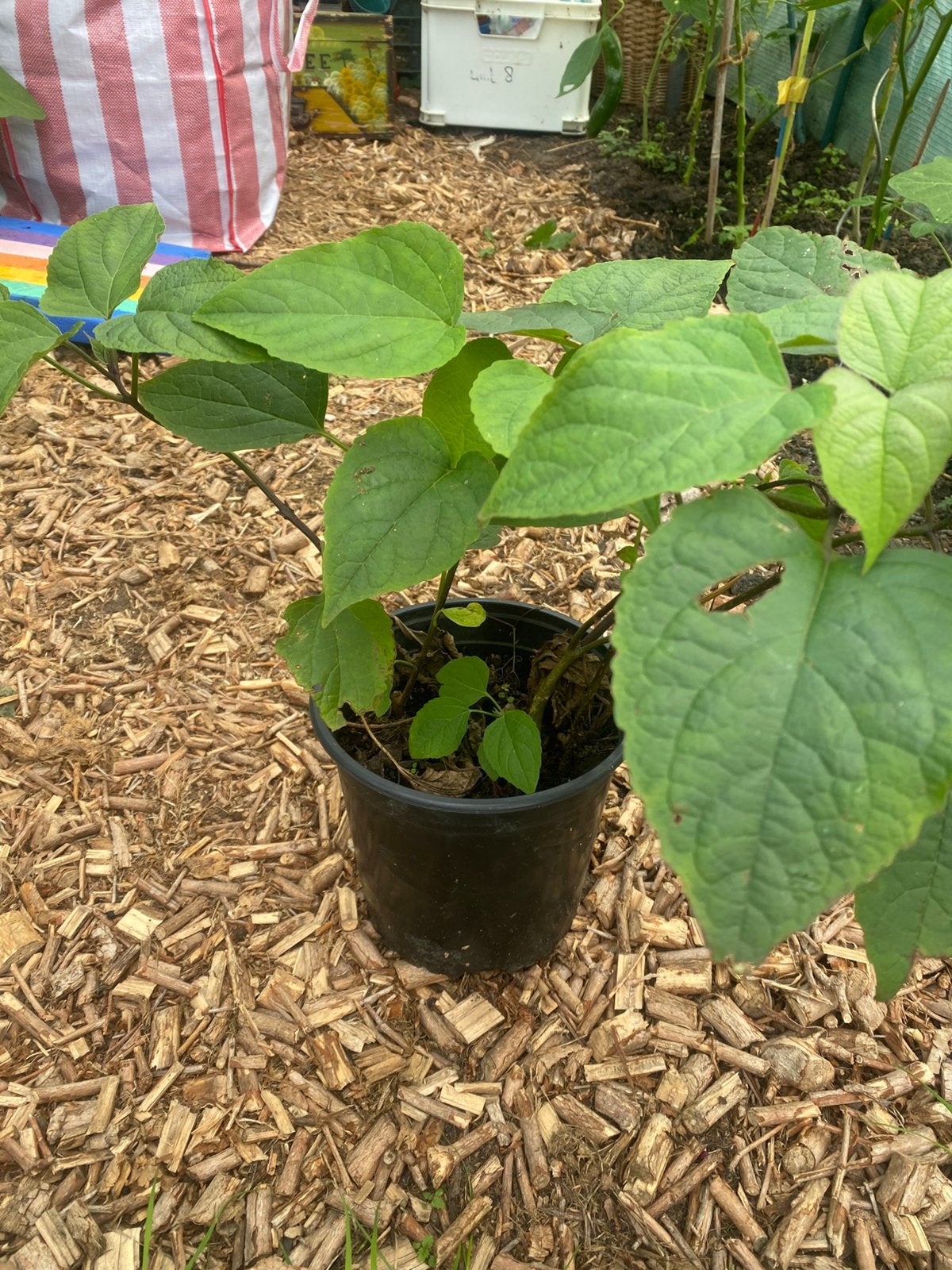 Pindakaasboom, Tuin en Terras, Vaste plant, Halfschaduw, Zomer, Ophalen