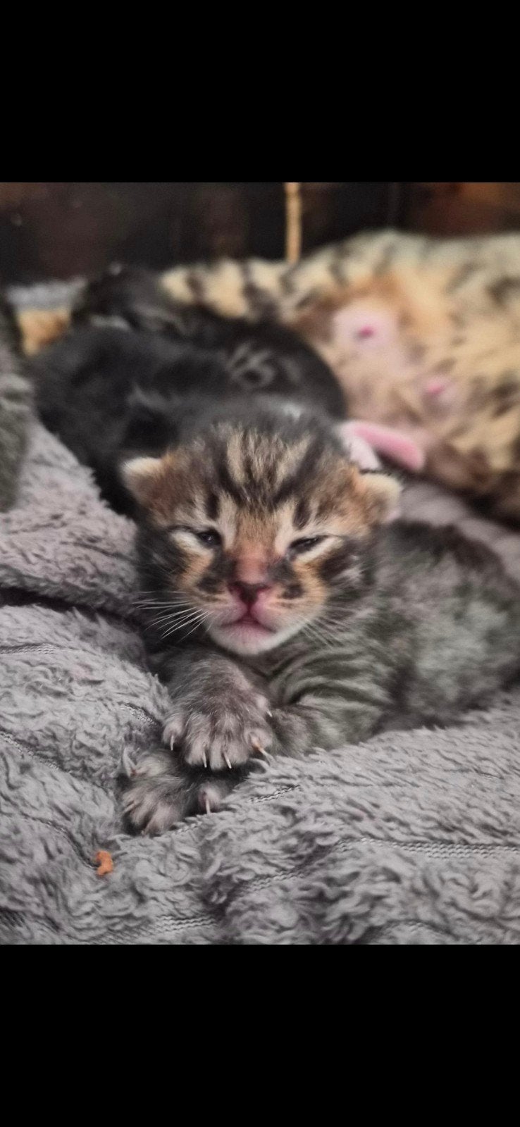 Bijzondere kittens – Savannah x Bengaal - Maine Coon, Dieren en Toebehoren, Meerdere dieren