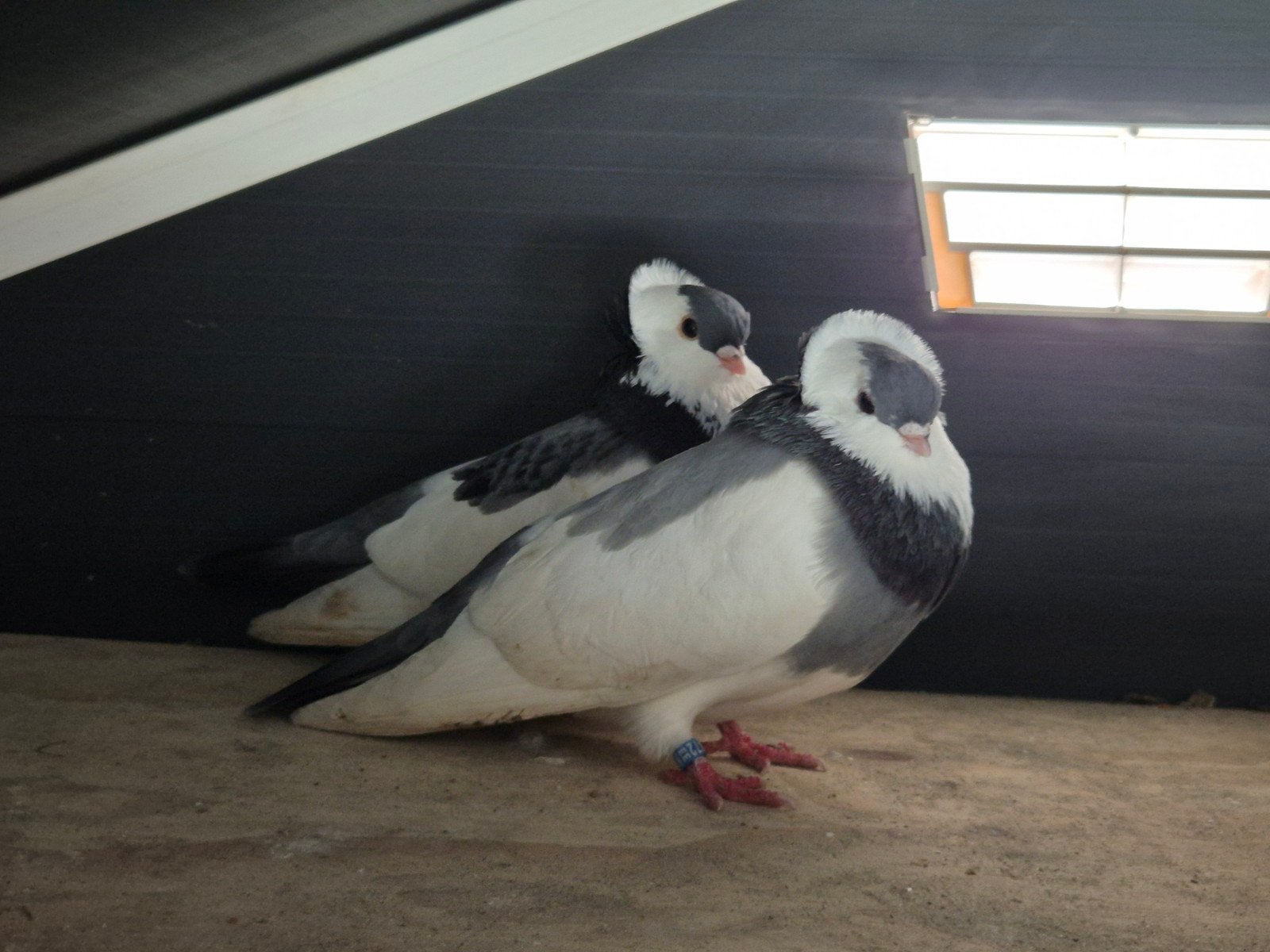 Koppel felegyhazer tuimelaars, Dieren en Toebehoren, Vogels | Duiven, Meerdere dieren, Overige soorten