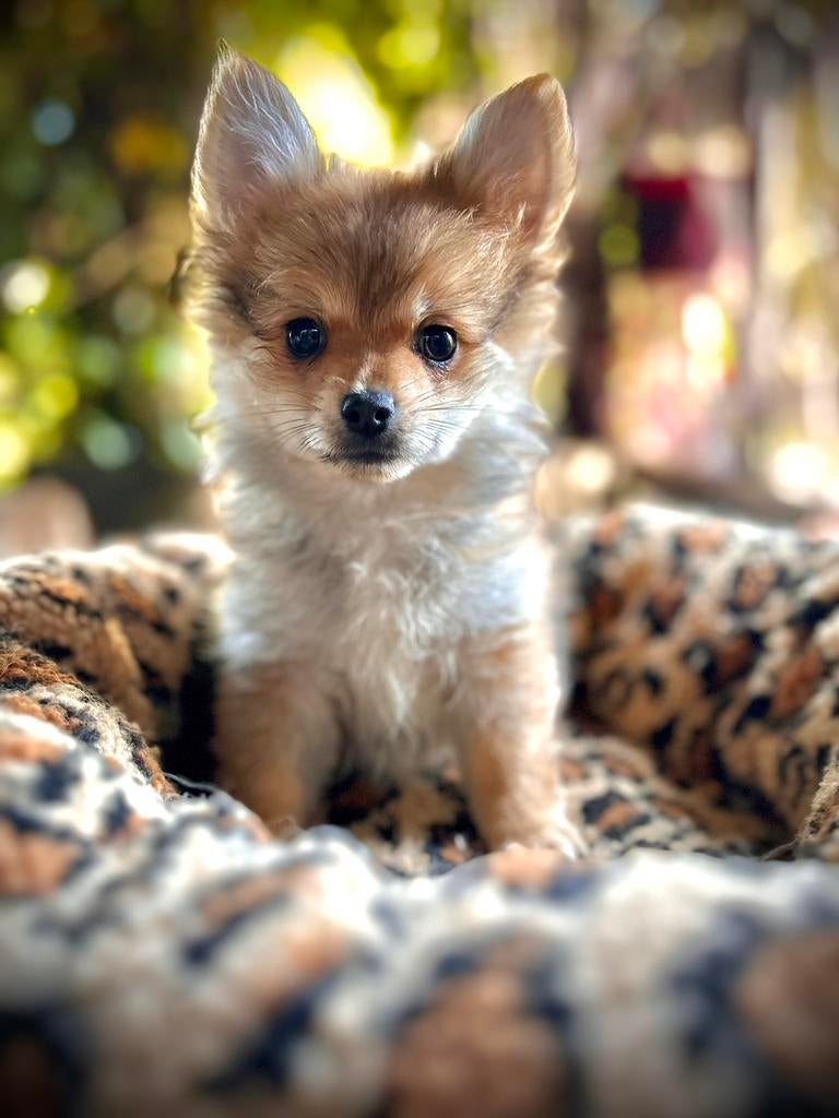 Pomchi pup reutje pomeriaan x chihuahua puppy 💙🐾, Reu, 8 tot 15 weken, Parvo, Eén hond