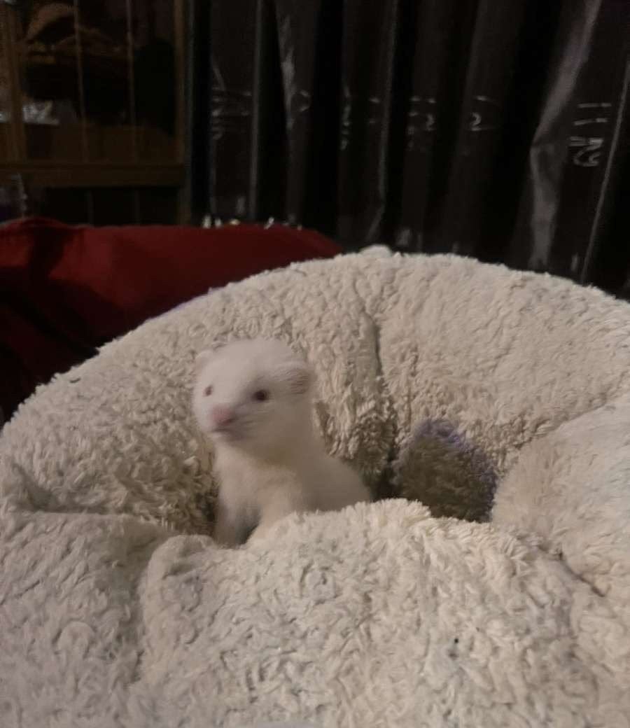 Fret pup, April, Vrouwelijk