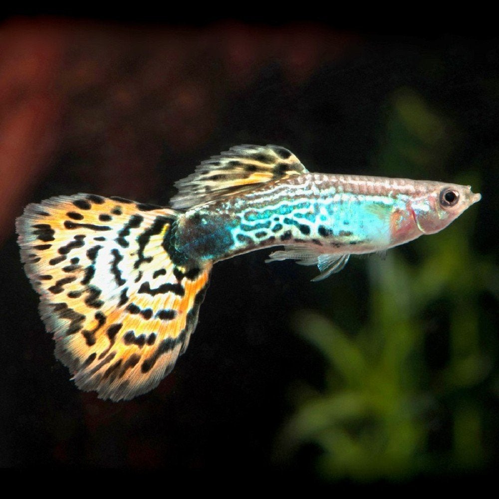 Guppies het hele gezin lees beschrijving, Dieren en Toebehoren, Vissen | Aquariumvissen, Vis