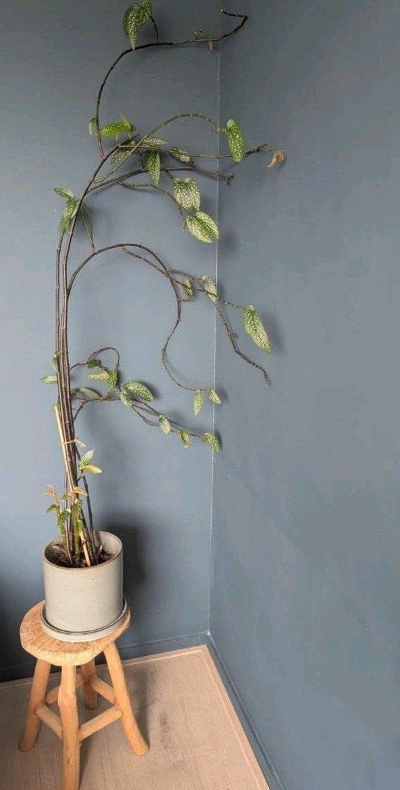 Grote Begonia Maculata in pot - Unieke kamerplant, Huis en Inrichting, Kamerplanten, Ophalen, In pot, Halfschaduw, 100 tot 150 cm