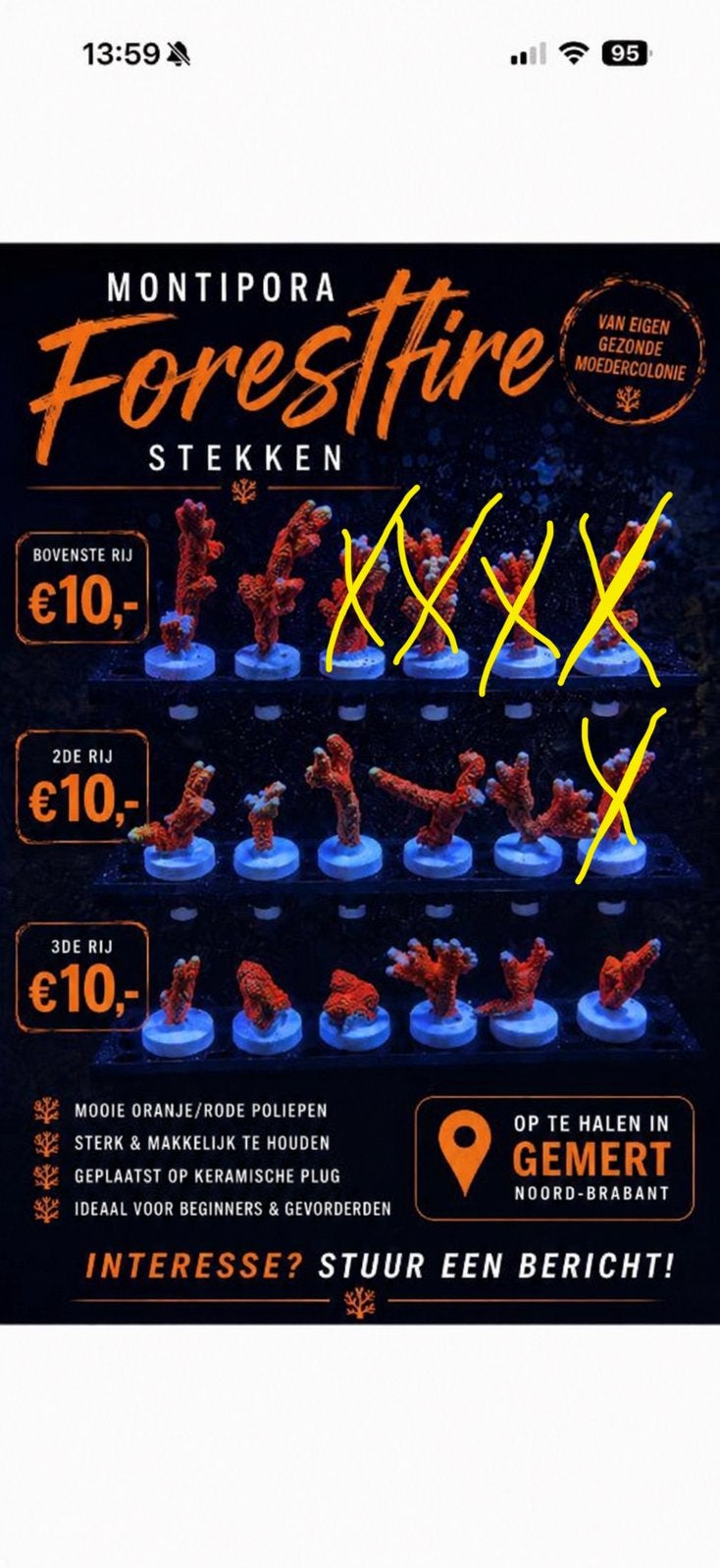Montipora Forestfire stekken – vanaf €10,-, Dieren en Toebehoren, Overige typen, Zoutwatervis