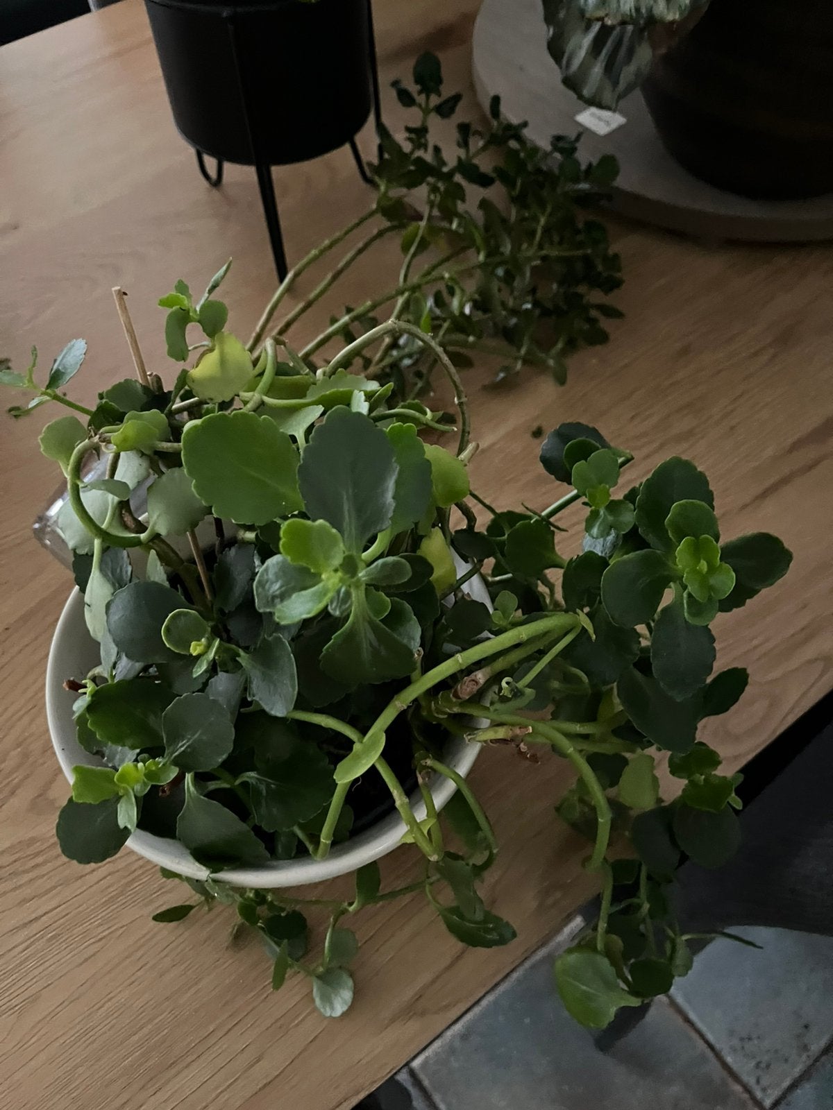 Vandaag ophalen vetplanten €2, Ophalen, Vetplant, Halfschaduw, Minder dan 100 cm