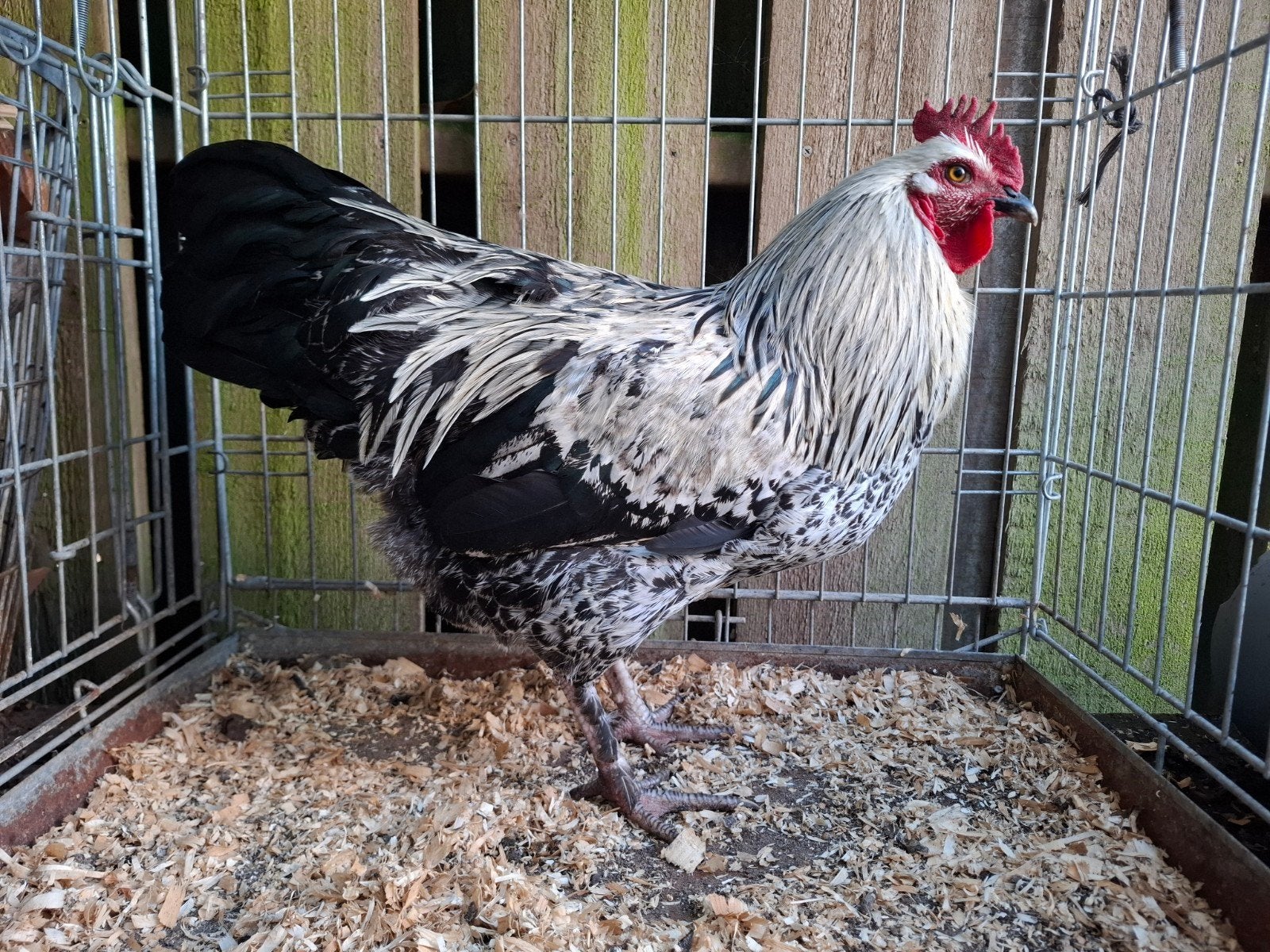 Kippenopvang zoekt goede plek voor deze jonge,  grote haan!, Mannelijk, Kip