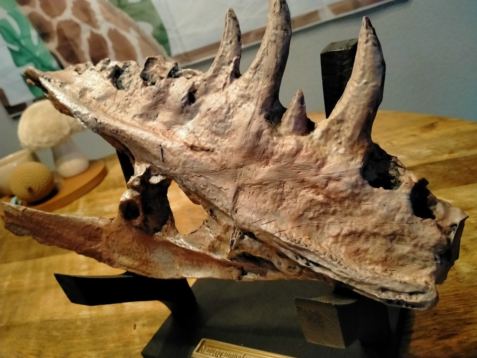 Replica Nanotyrannus saurus kaakdeel., Ophalen, Fossiel