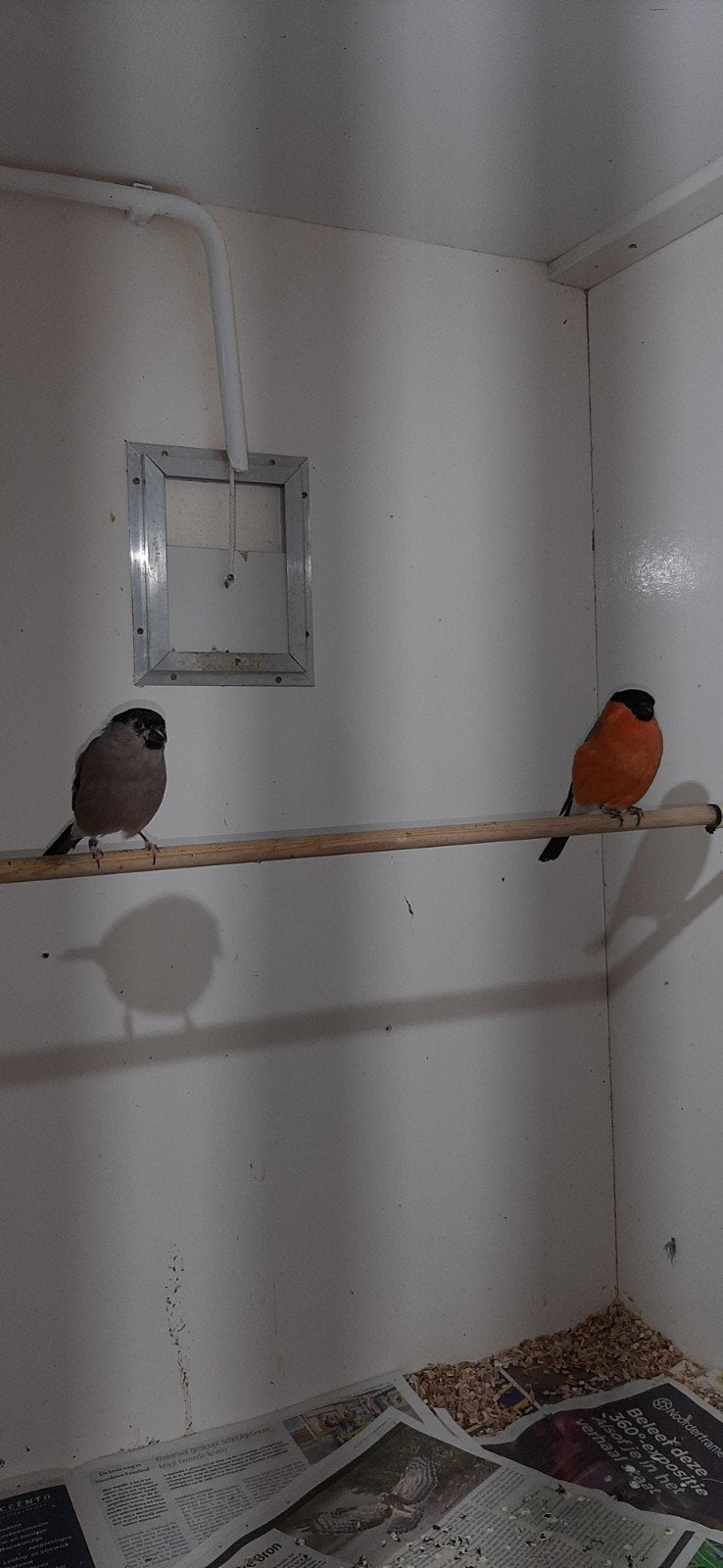 ❤ Span noorse goudvinken wildkleur wegens inkrimping hobby., Dieren en Toebehoren, Vogels | Overige Vogels, Meerdere dieren, Wildzangvogel