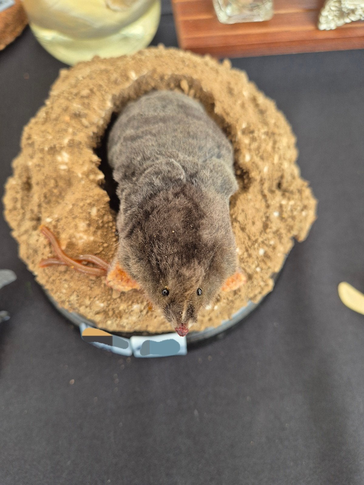 te koop: zachte mol in mols hoop, Verzamelen, Ophalen of Verzenden, Nieuw, Wild dier, Opgezet dier