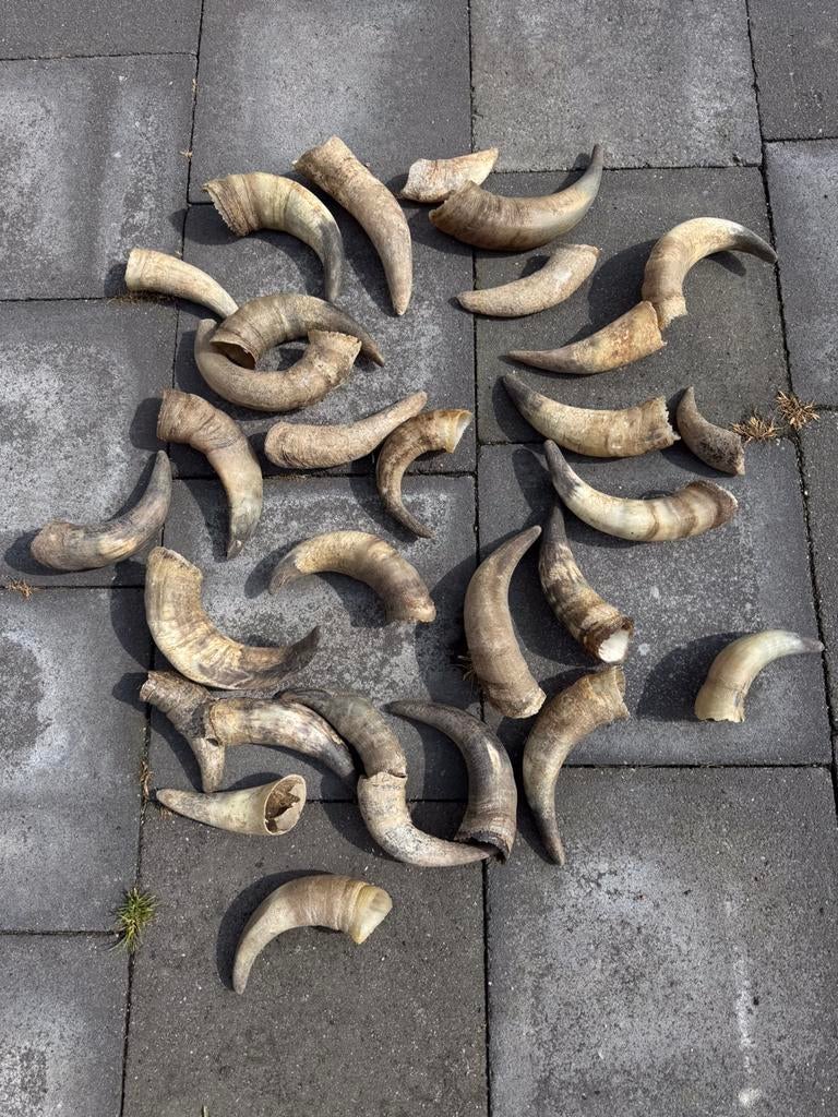 Koeienhoorns, Huis en Inrichting, Woonaccessoires | Overige, Ophalen of Verzenden, Zo goed als nieuw