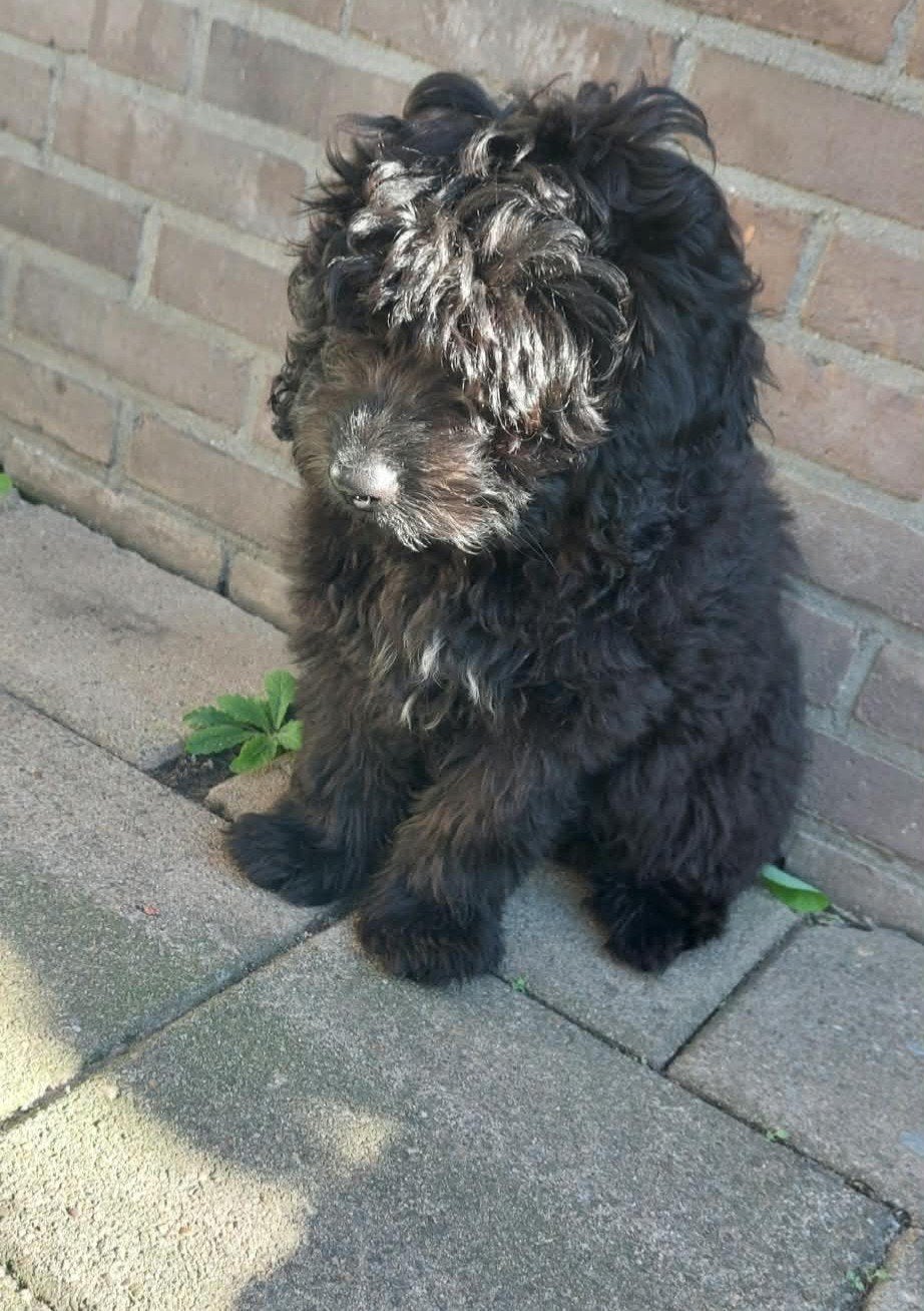 SchattigrbToypoedel & Labradoodle Pup Pablo, Poedel, 15 weken tot 1 jaar, Reu, Eén hond