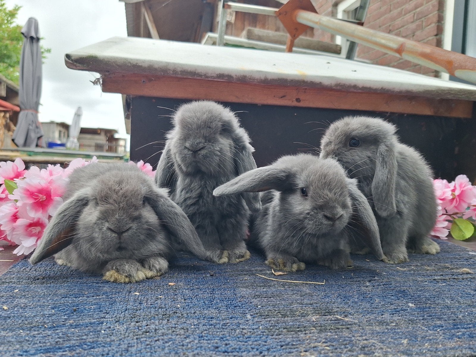 2 minilopjes en 1 kleurdwerg, Meerdere dieren, Dwerg