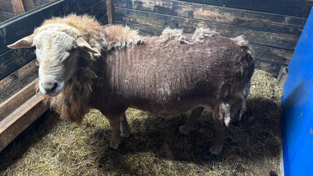 Nolana schaap ram zwoegervrij, Dieren en Toebehoren, Schapen, Geiten en Varkens, Mannelijk, Schaap