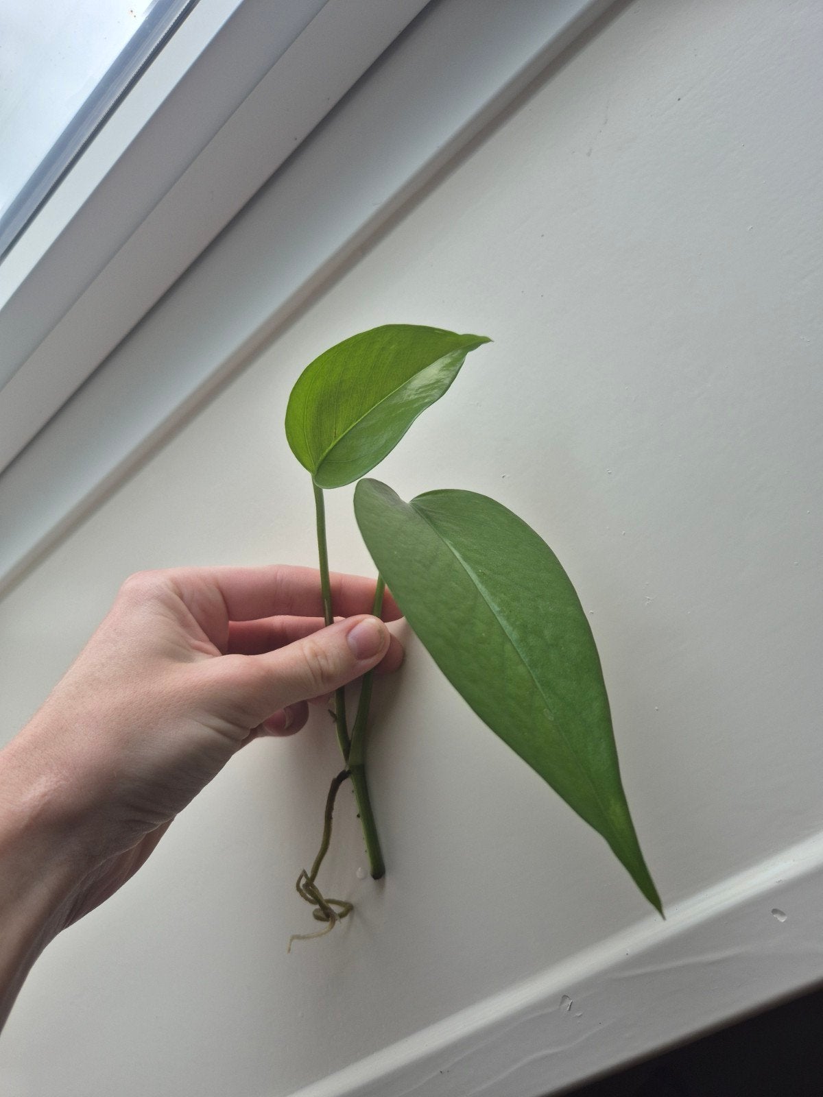Stekje drakenklimop / pothos (Epipremnum pinnatum), Ophalen, Halfschaduw, Minder dan 100 cm