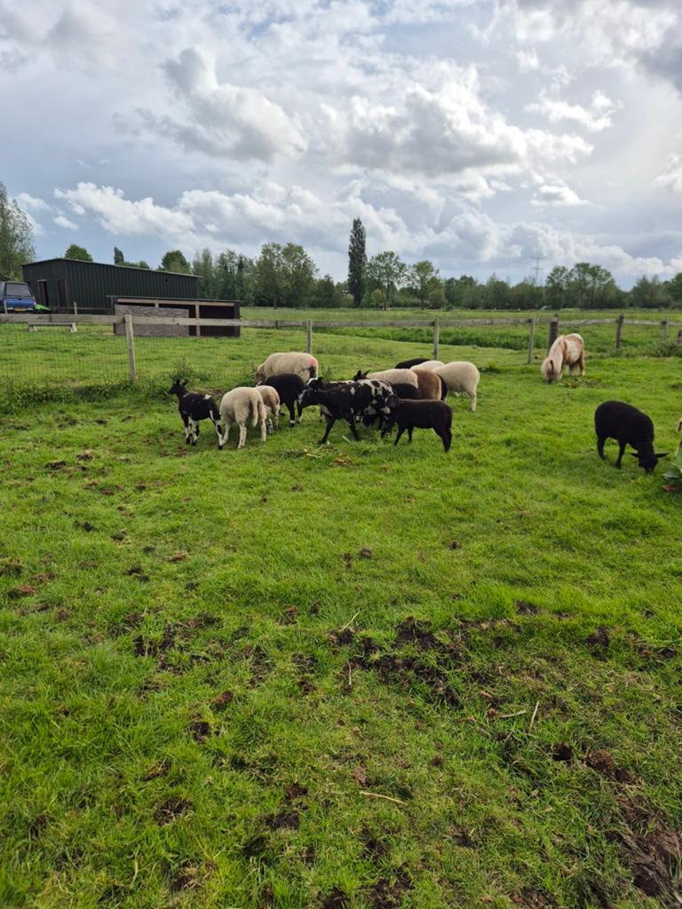 Te koop weide schapen 100 stuks, Dieren en Toebehoren, Vrouwelijk, Schaap