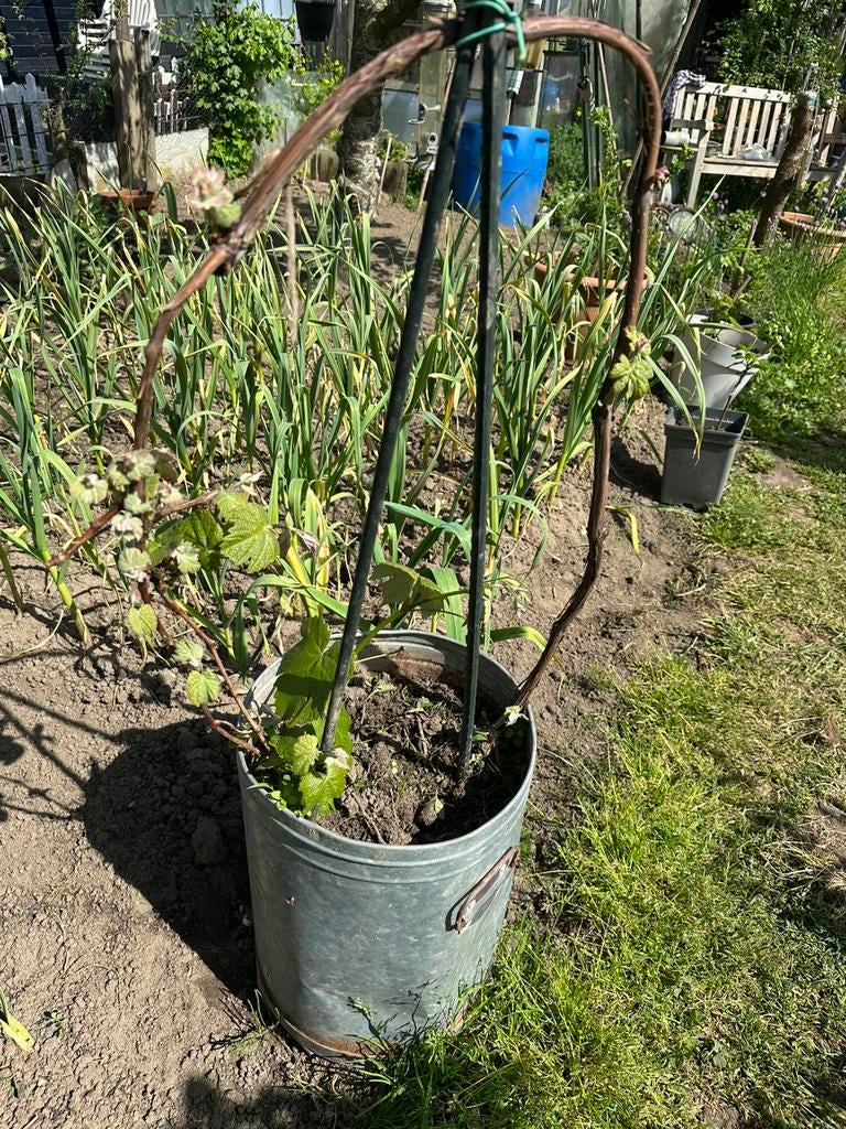 Druiven boom, Tuin en Terras, Ophalen of Verzenden, Minder dan 100 cm