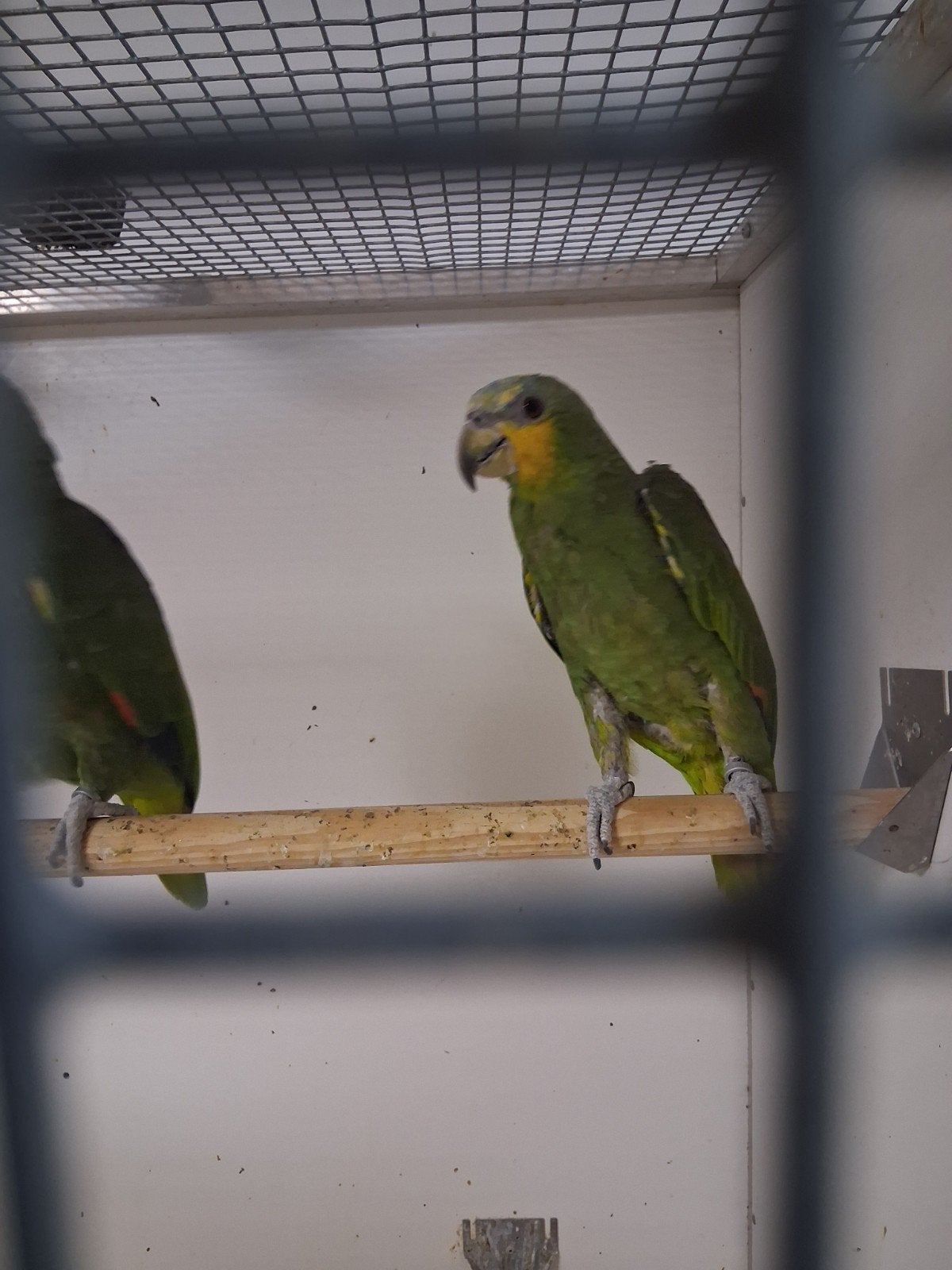 mooi kweekkoppel Venezuela amazone papagaaien, Meerdere dieren, Papegaai, Geringd