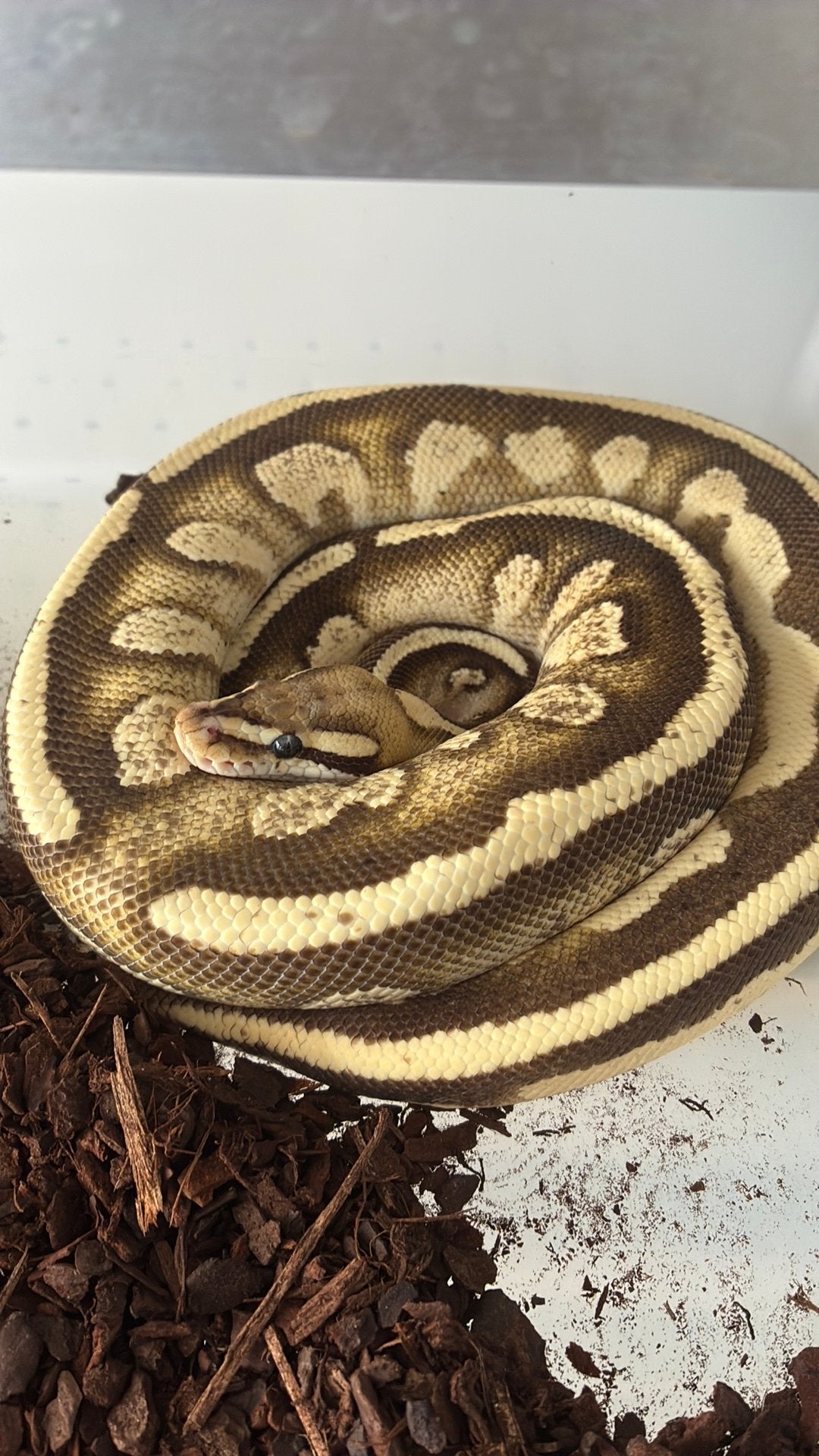 Ball python