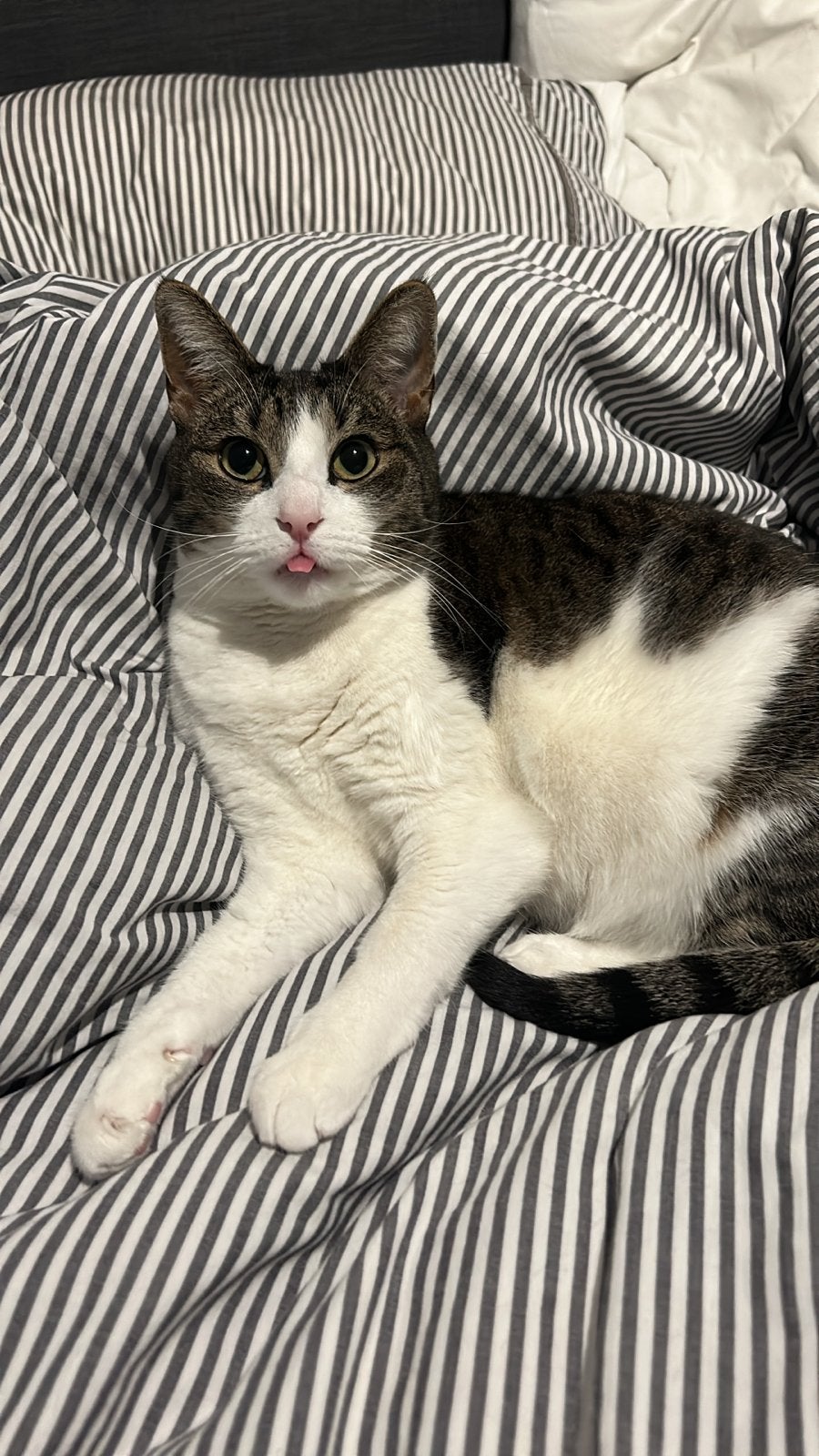 Aller liefste kat zoekt liefde vol thuis