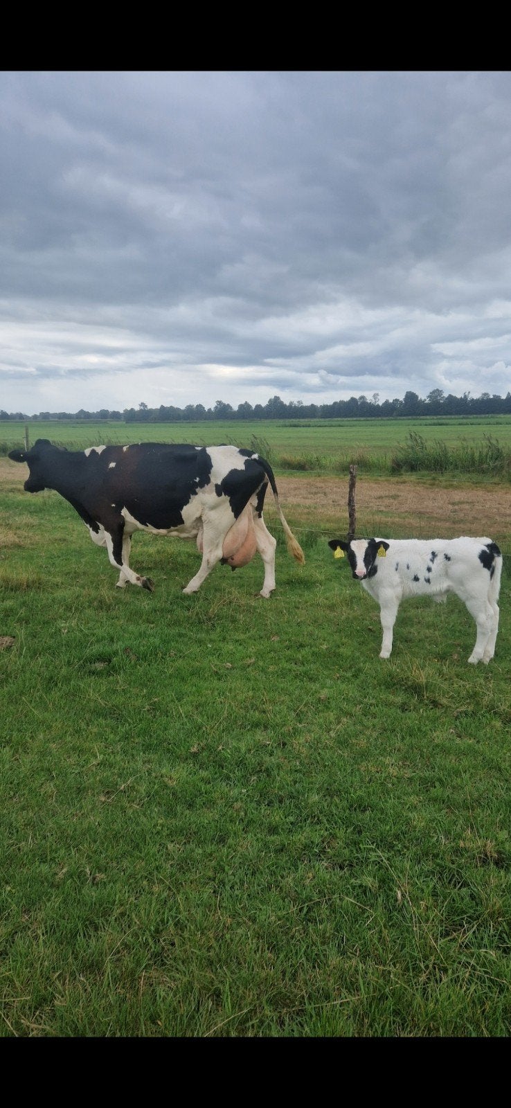 koe met stierkalf 50%bbl, zoogstel, Meerdere dieren