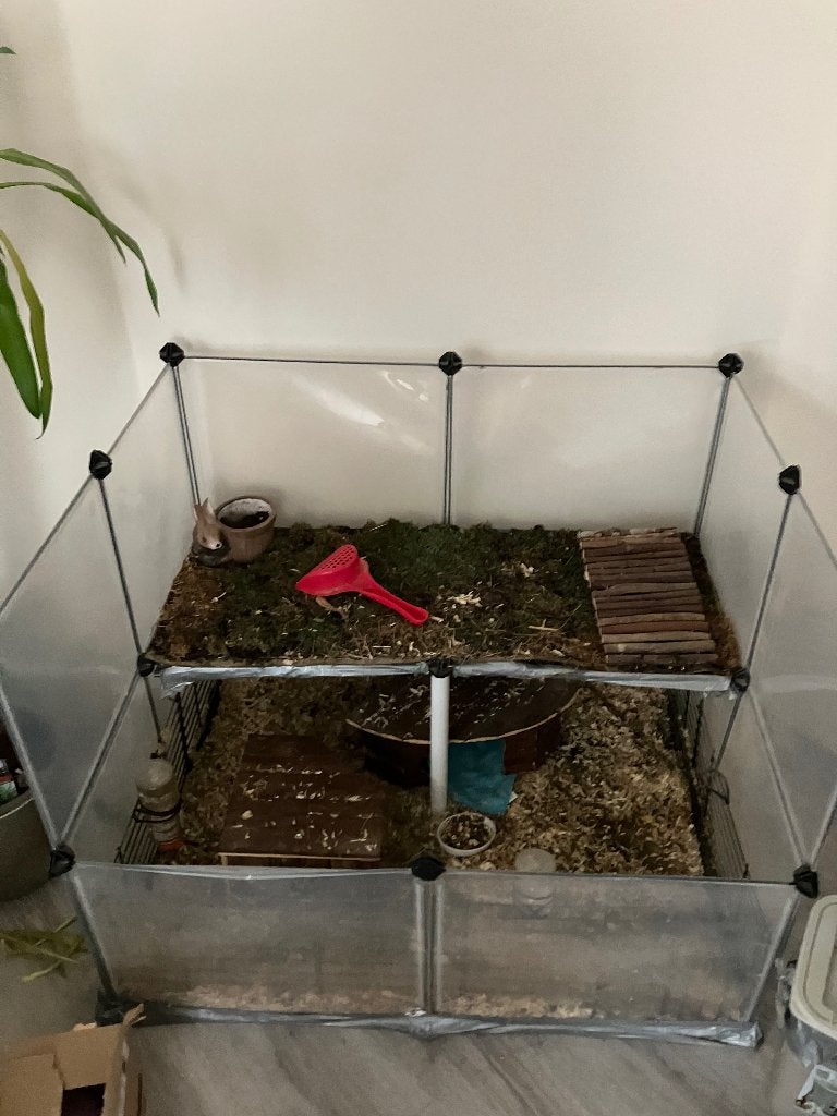 Cavia met toebehoren, Dieren en Toebehoren, Februari, Mannelijk, Cavia