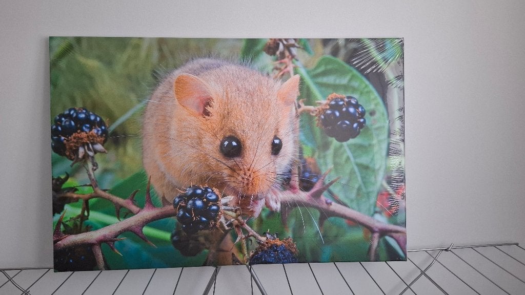 Canvas schilderij hazelmuis 100 x 65 cm, Huis en Inrichting, Woonaccessoires | Schilderijen, Tekeningen en Foto's, Ophalen, 50 – 75