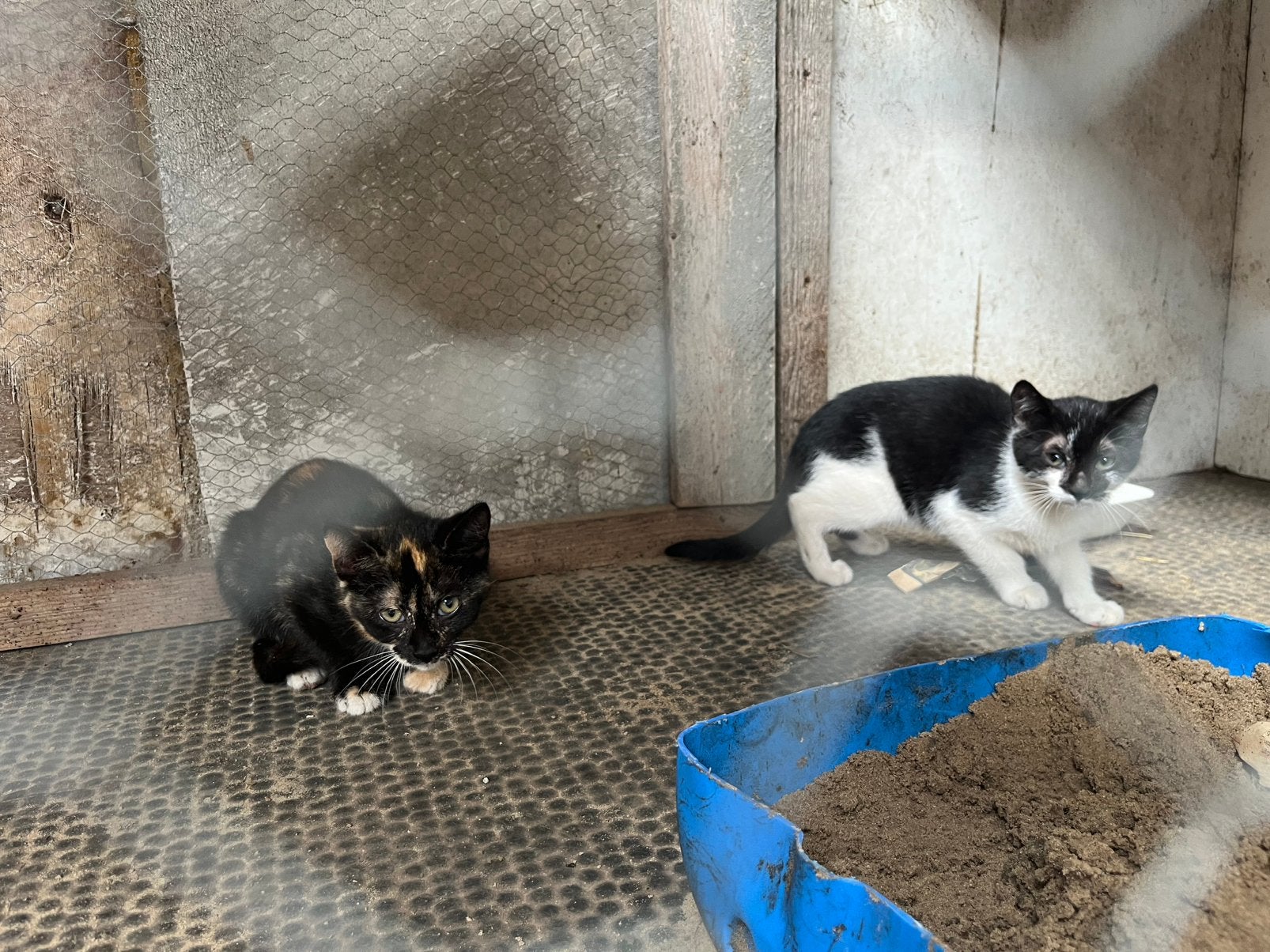 Boederij kittens