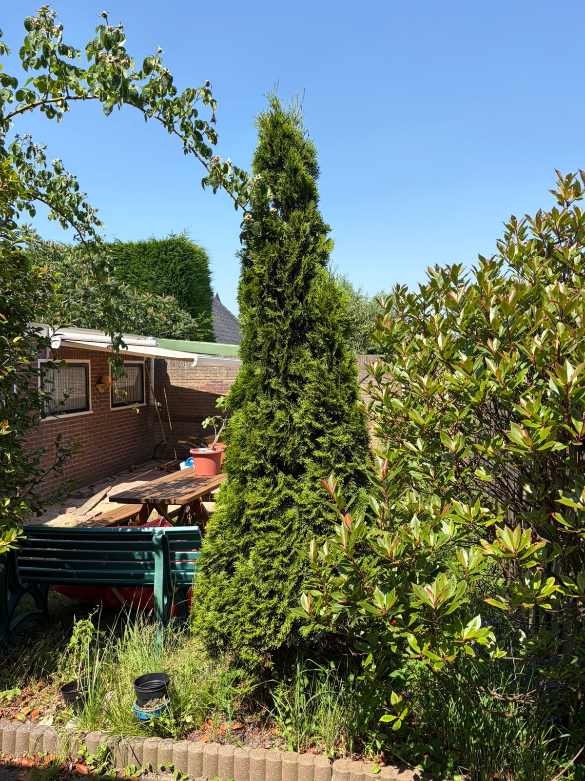 Tuinboom conifeer type Leylandcipres, Ophalen, Bloeit niet, Halfschaduw, Overige soorten