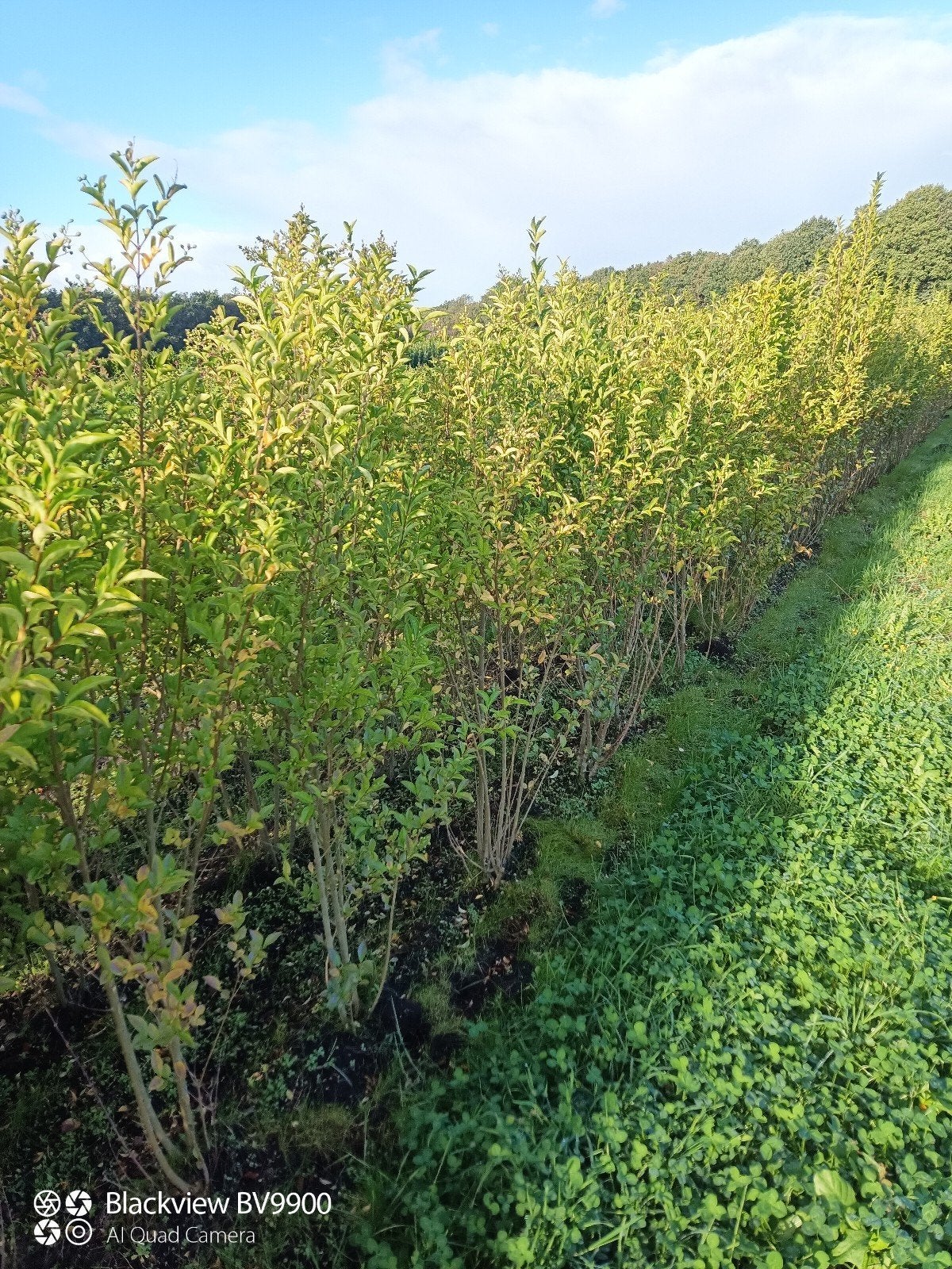 ligustrum ovalifolium struiken wintergroen 100 tot 180cm, Ophalen of Verzenden, Liguster, Struik, 100 tot 250 cm