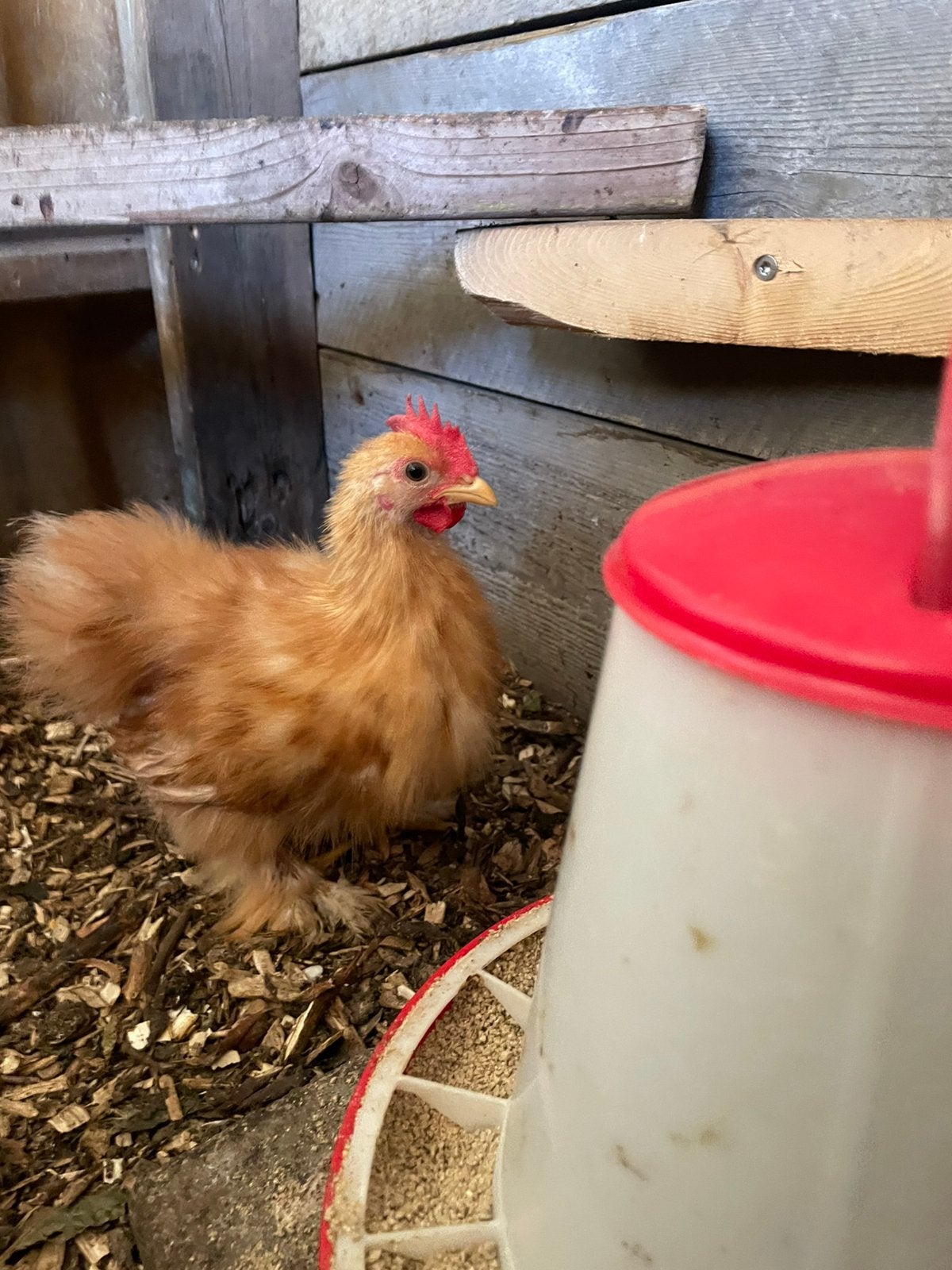 Jonge haantjes, Dieren en Toebehoren, Pluimvee, Mannelijk, Kip