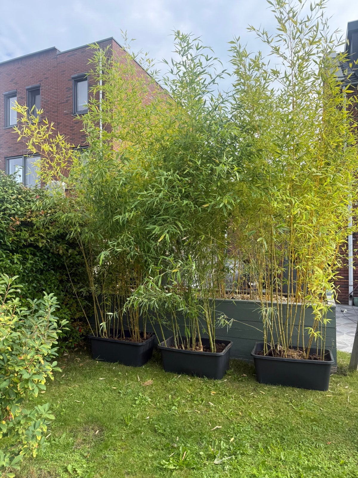 Volgroeide bamboe – 3 à 4 meter – Volle 90L bak inhoud , Tuin en Terras, Bloeit niet, Overige soorten, 100 tot 250 cm, Ophalen