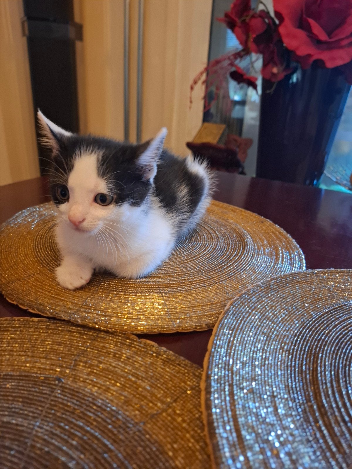 GRATIS schattige kittens, Meerdere dieren