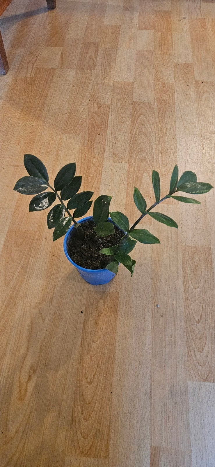 Zamioculcas Zamiifolia (ZZ Plant) in pot, Huis en Inrichting, Kamerplanten, Ophalen, Overige soorten, Halfschaduw, In pot